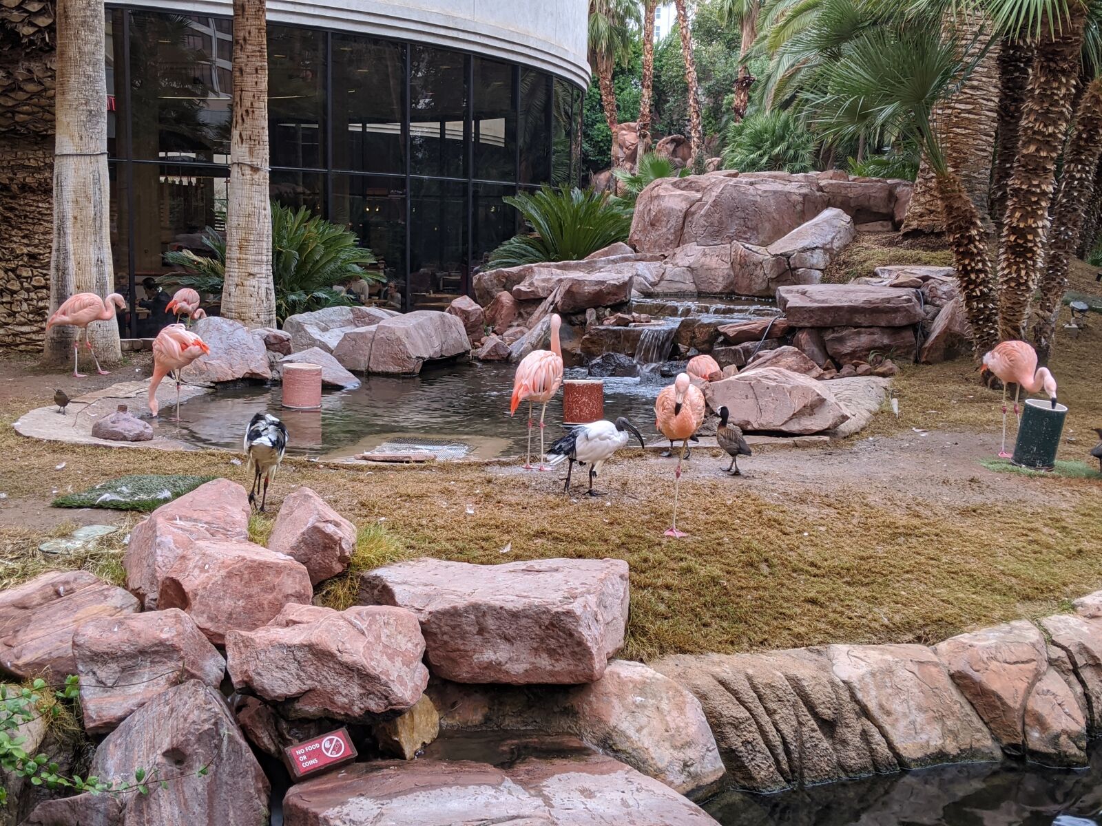 Google Pixel 3 sample photo. Flamingo, vegas, resort photography
