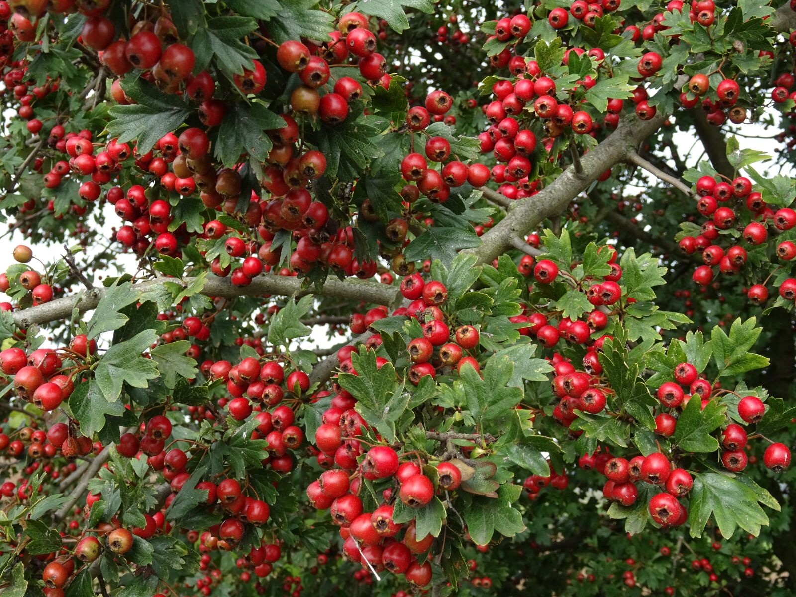 Sony DSC-HX60 sample photo. Rowanberries, bush, berries photography