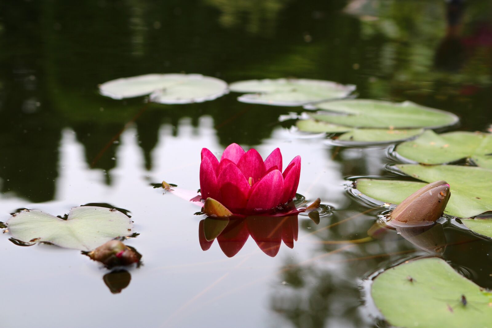 Canon EOS 750D (EOS Rebel T6i / EOS Kiss X8i) sample photo. Water lily, flower, blossom photography
