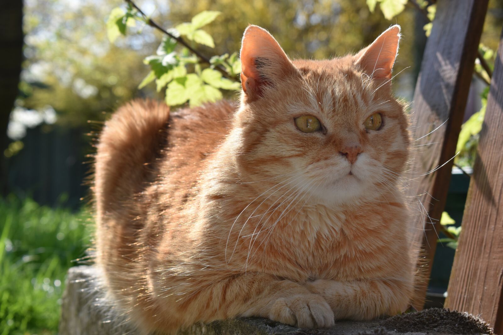 Nikon D5600 sample photo. Cat, roux, feline photography