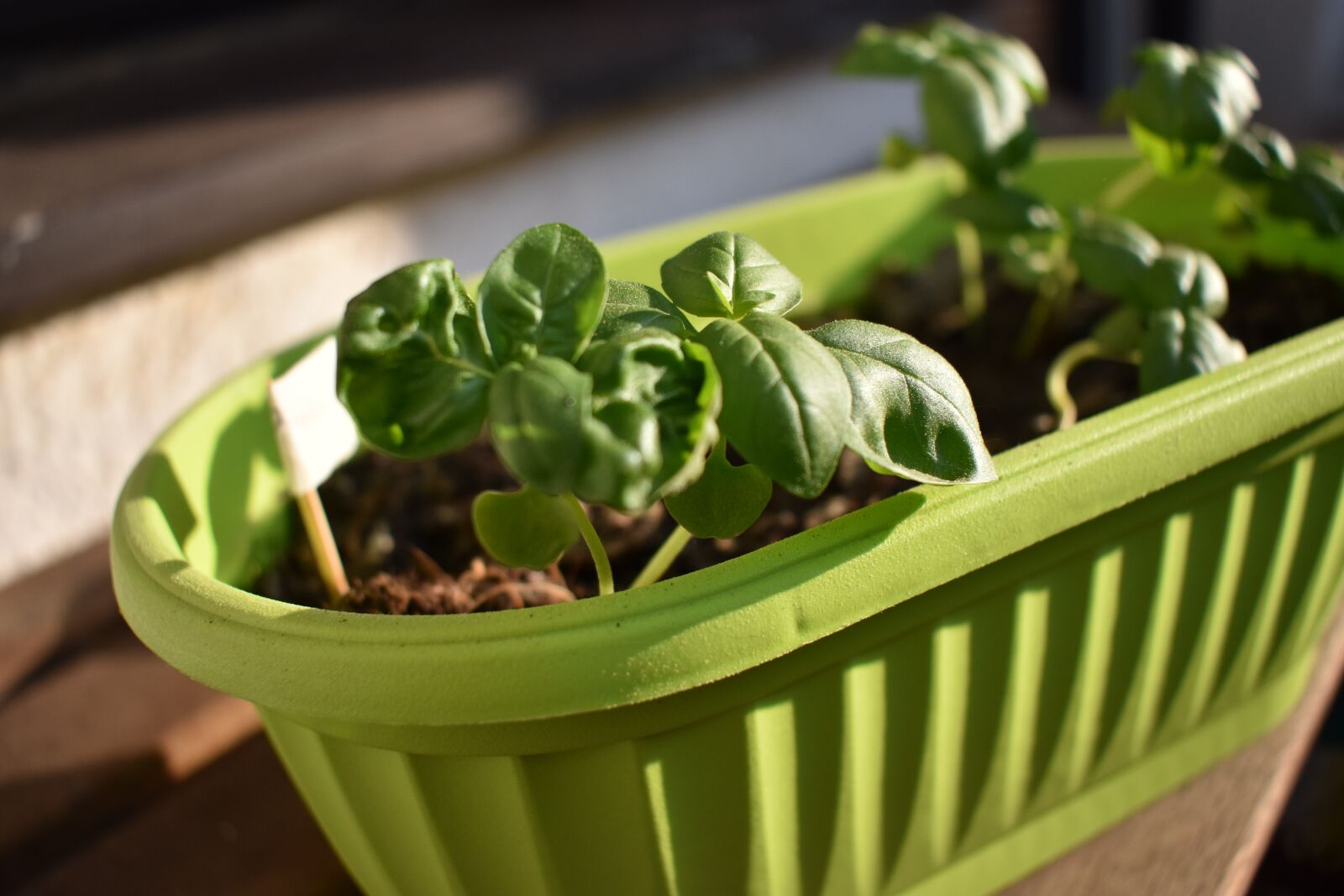 Nikon D3400 sample photo. Basil, herb photography
