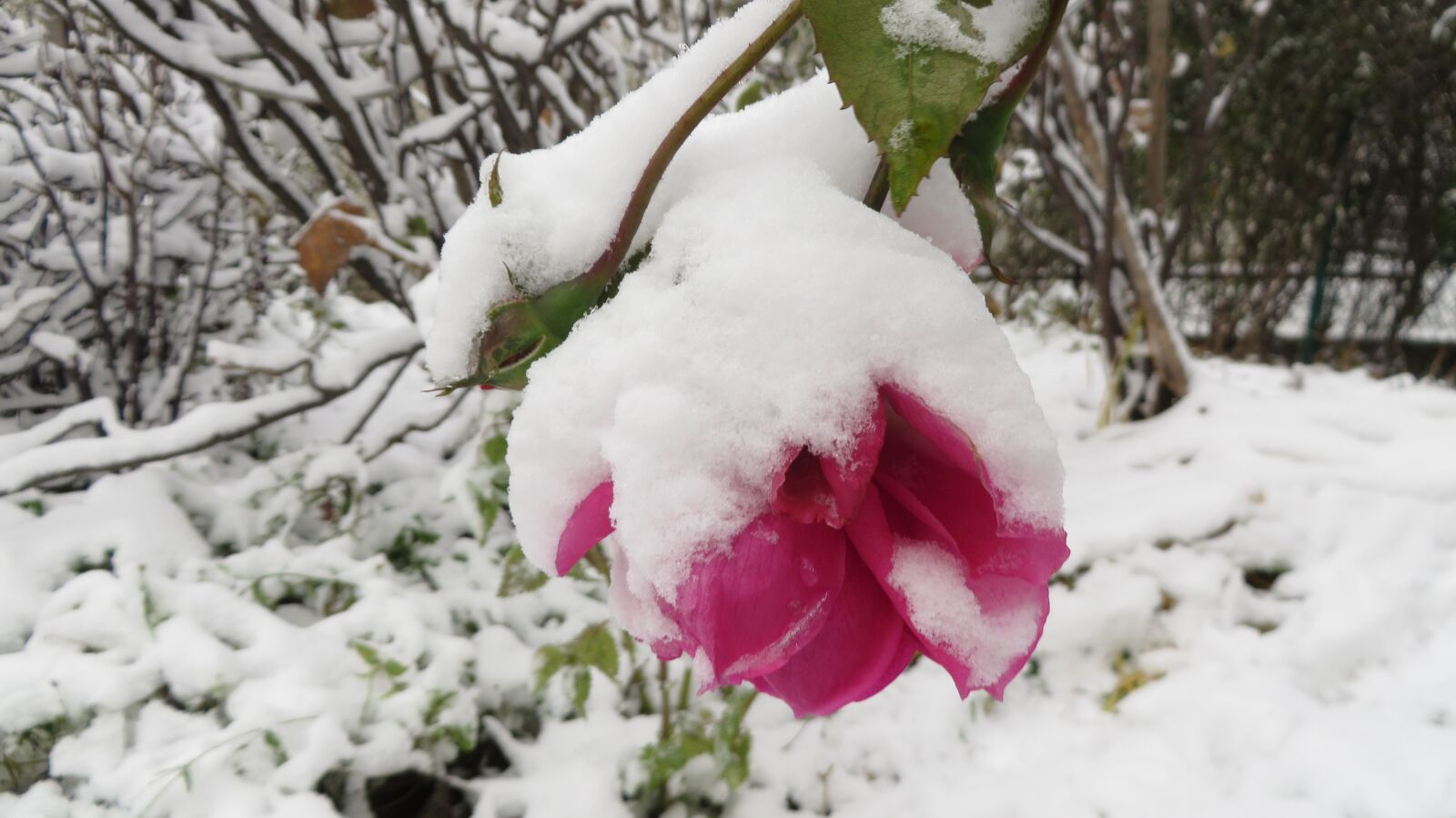 Canon PowerShot SX280 HS sample photo. Winter, snow, rose photography