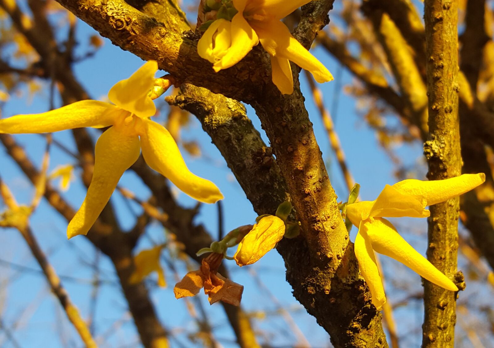 Samsung Galaxy S6 sample photo. Easter image, flower, blossom photography