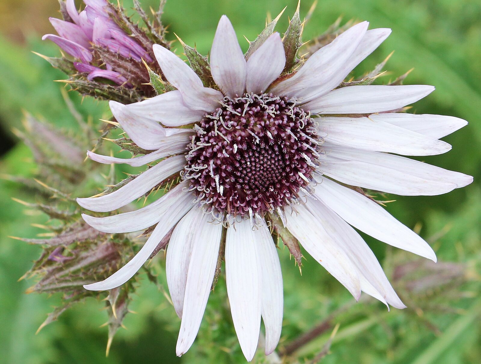 Canon EOS 550D (EOS Rebel T2i / EOS Kiss X4) sample photo. Purple thistle, berkheya purpurea photography