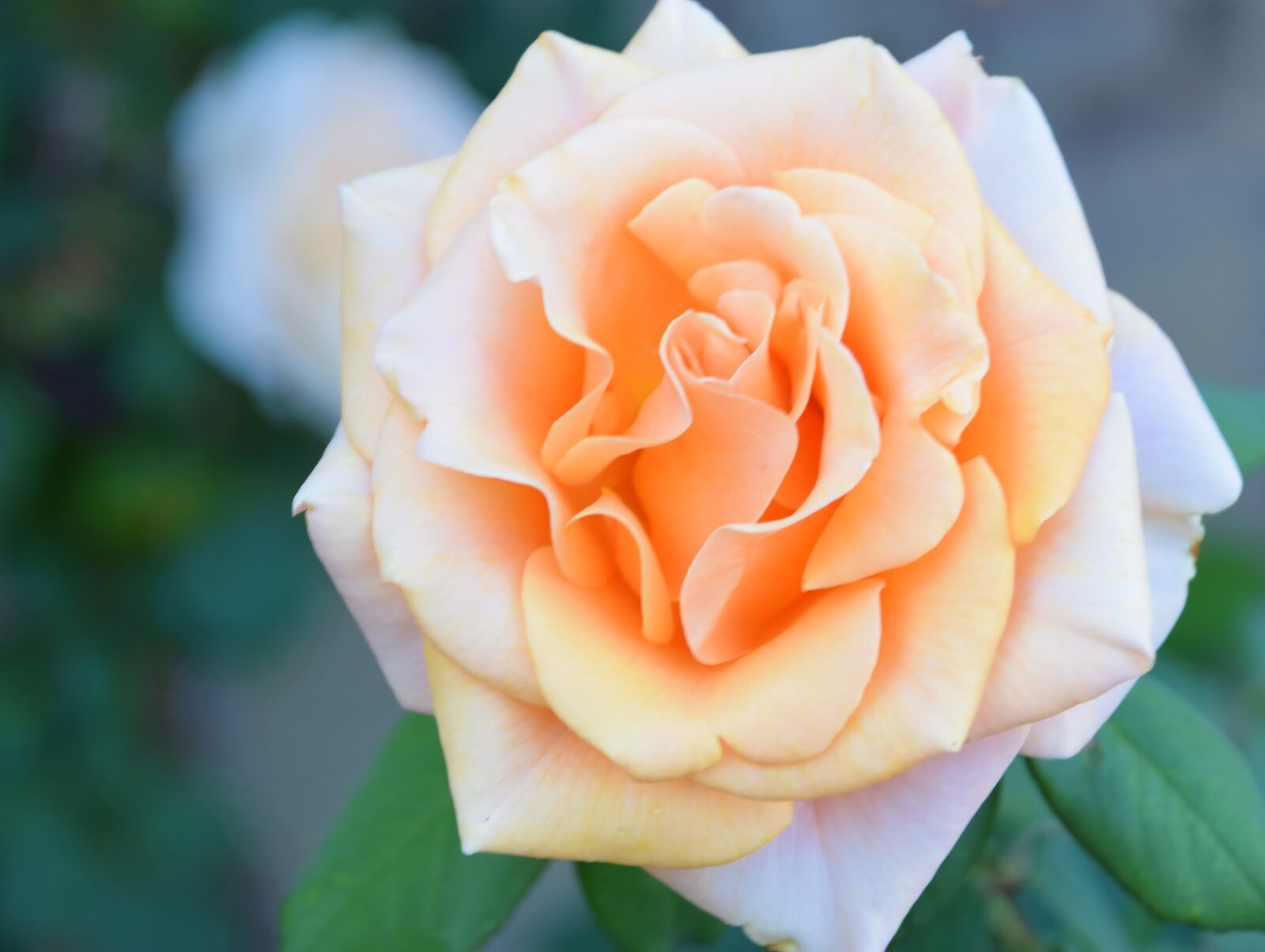 Nikon D3300 sample photo. The marilyn monroe rose photography