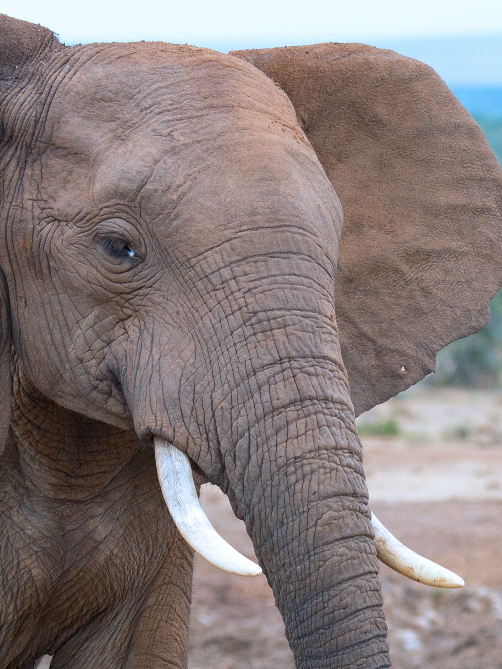 Nikon D600 sample photo. Addo national park, elephant photography