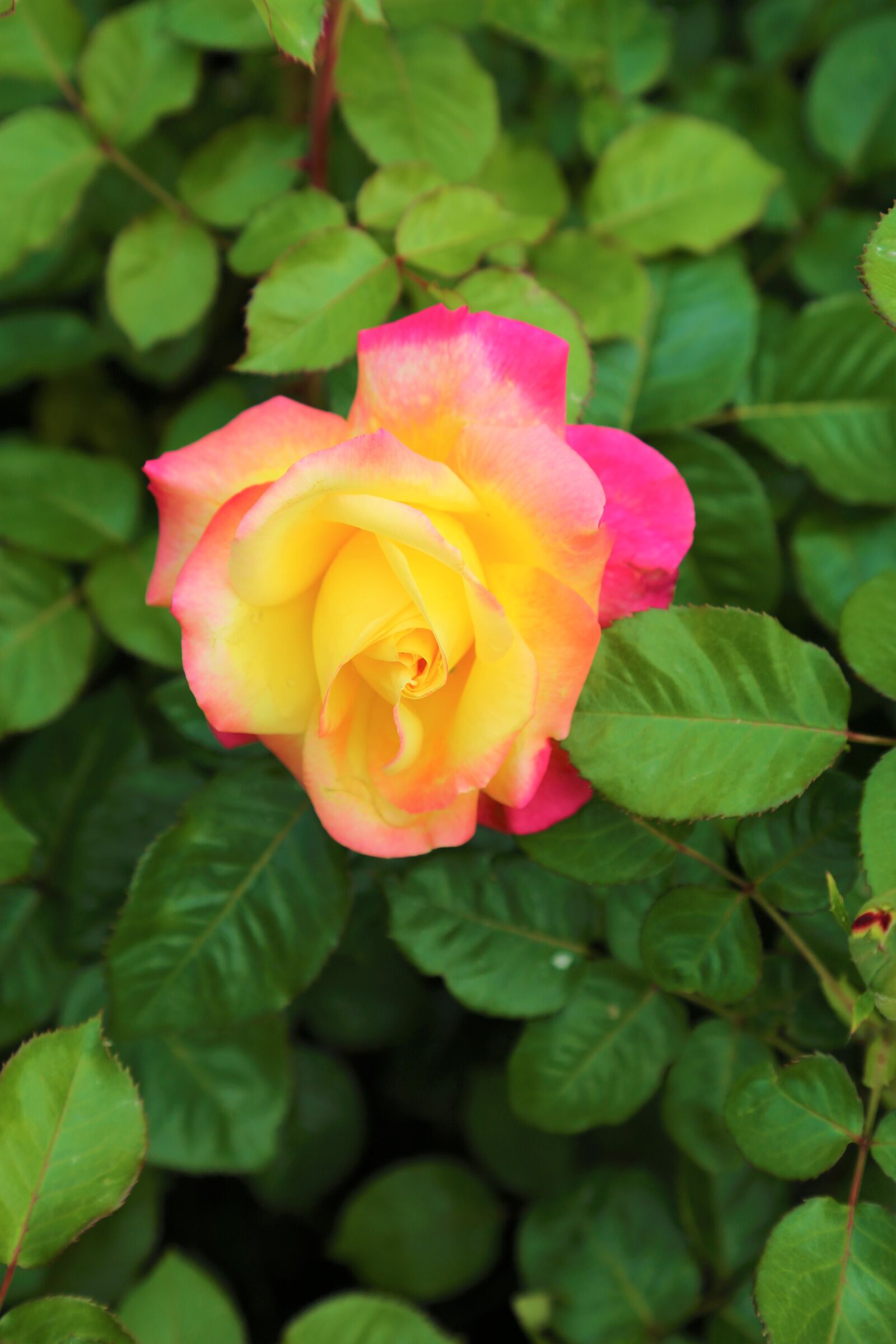 Canon EF 24-105mm F4L IS USM sample photo. Rose, rosewood, the rose photography
