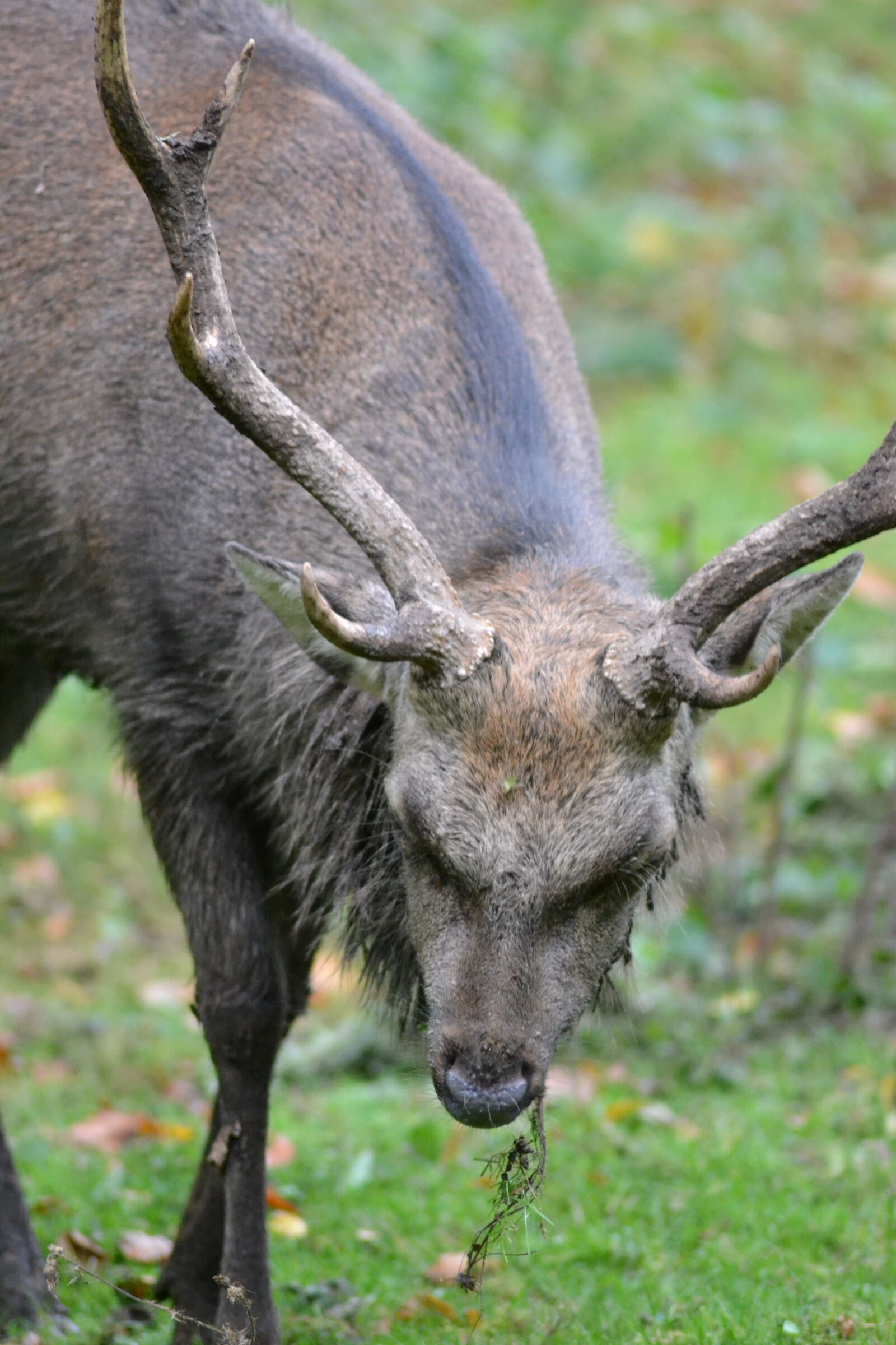 Nikon D3100 sample photo. Antlers, close, up, view photography