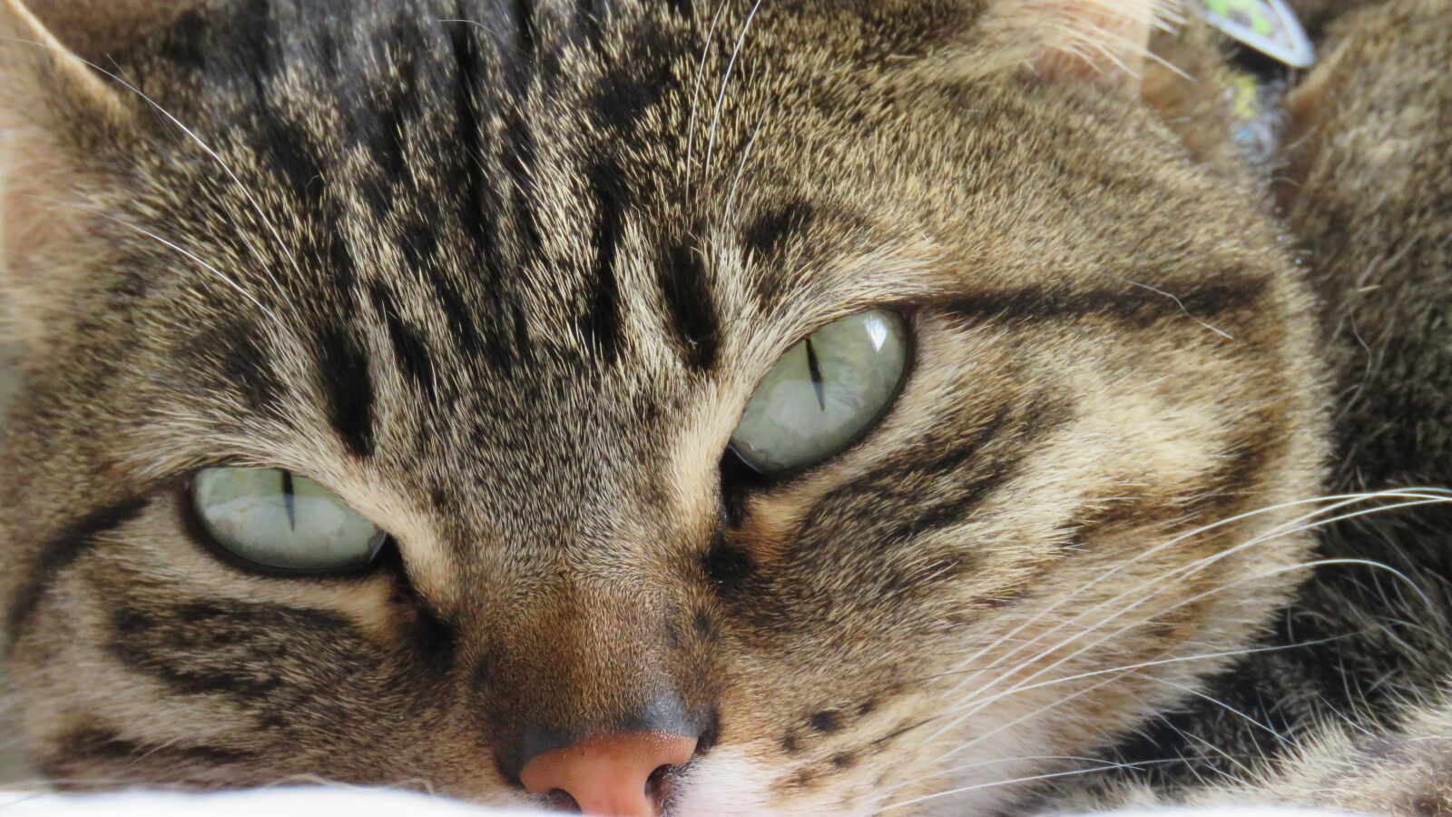 Canon PowerShot SX60 HS sample photo. Cat, feline, pet photography