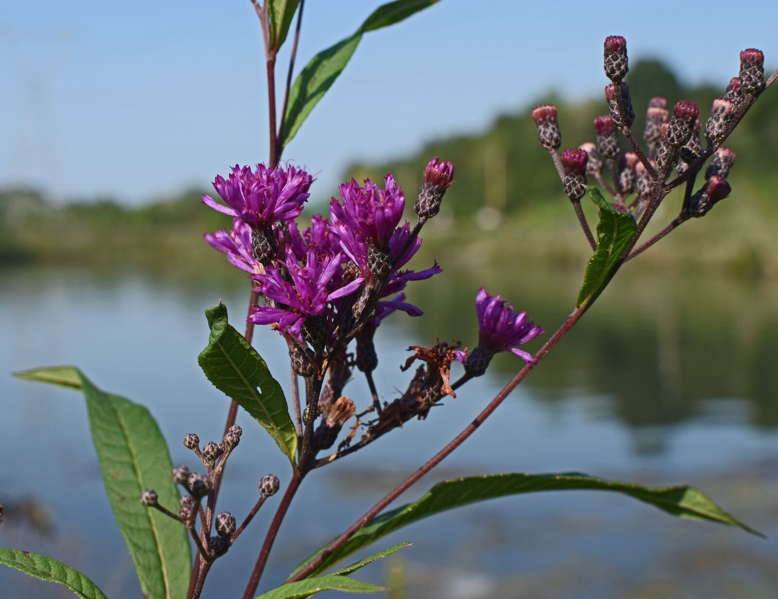 Nikon D3300 sample photo. Ironweed, flower, blossom photography
