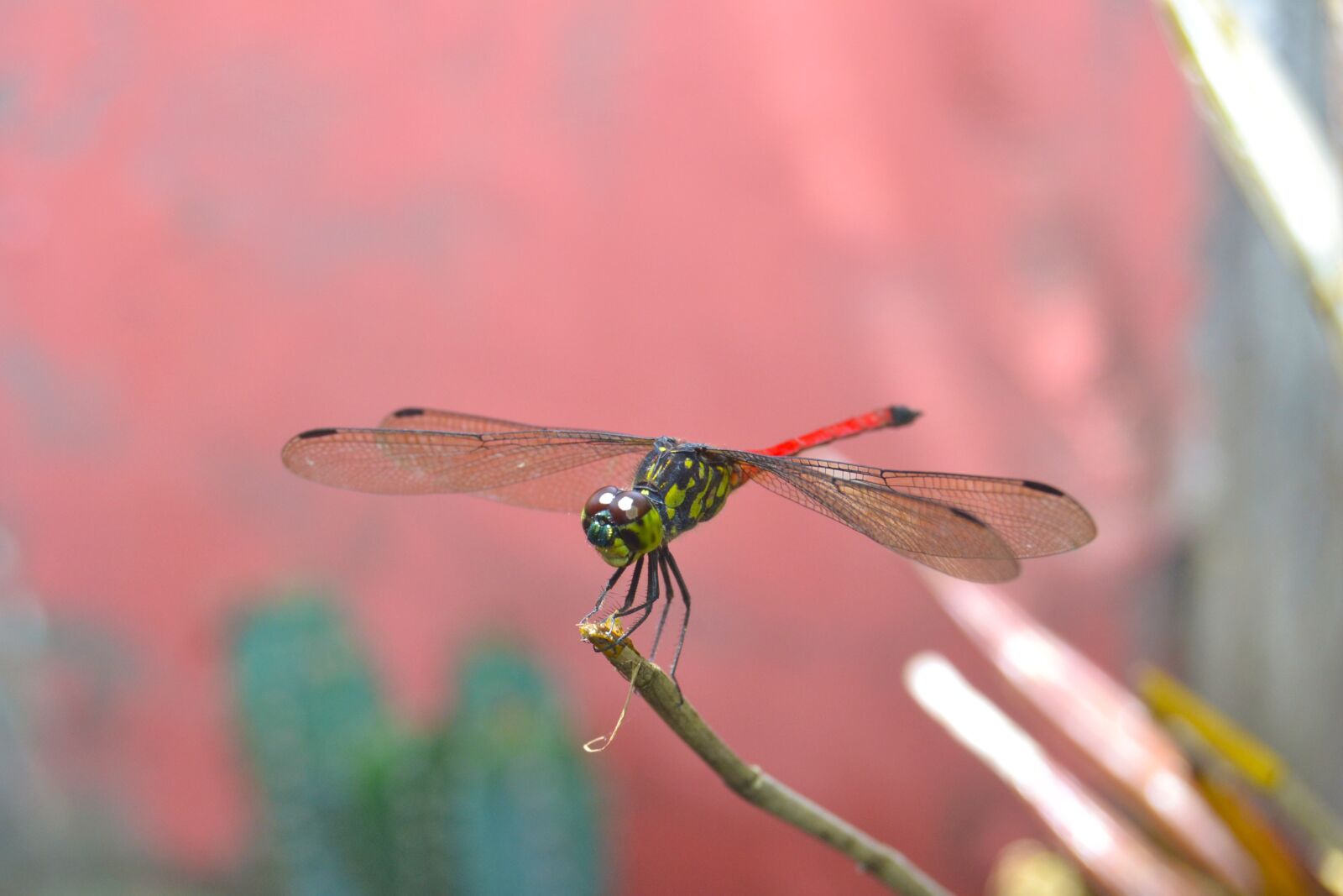 Nikon D3100 sample photo. Dragonflies, andarinyo, indonesia photography
