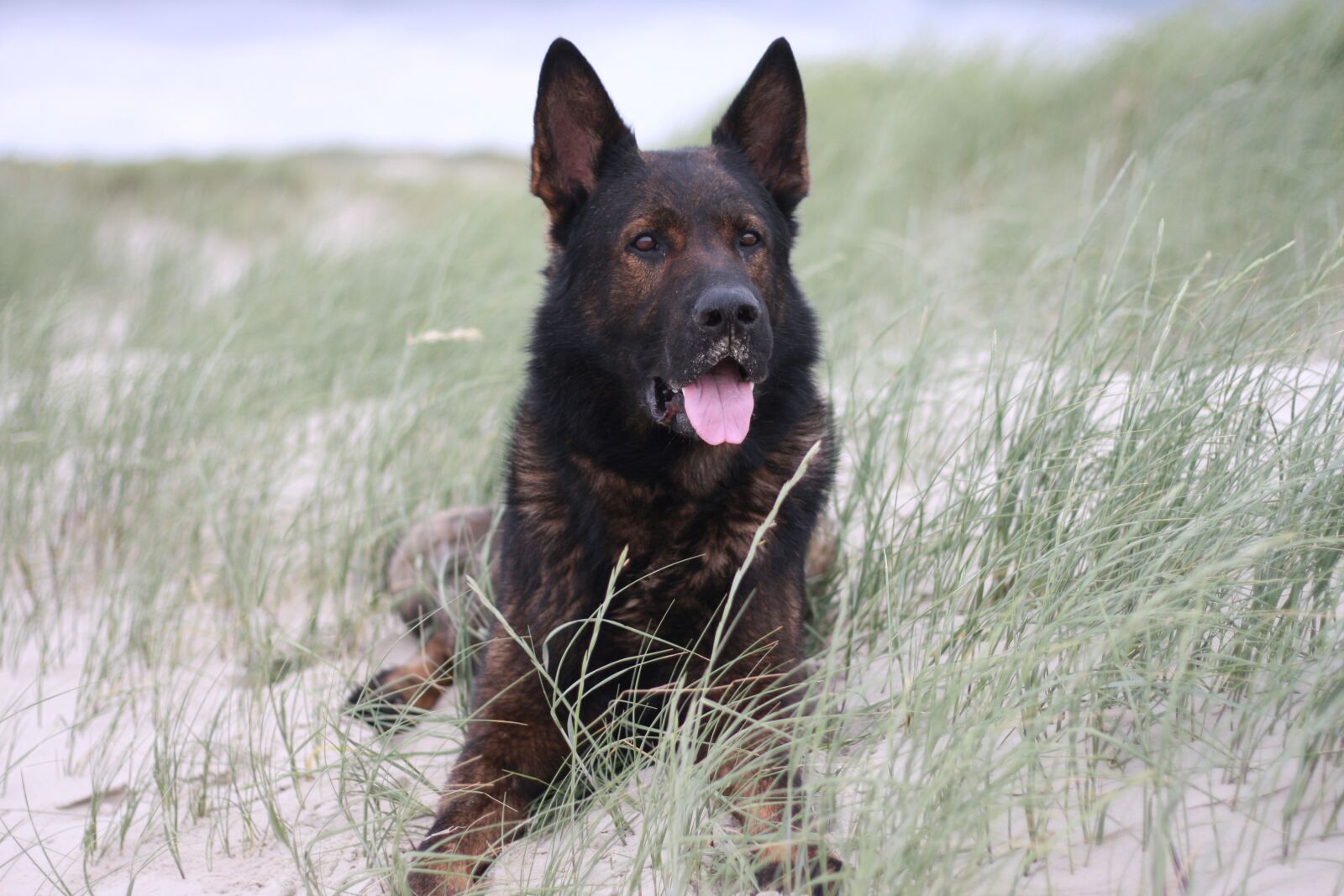 Canon EOS 40D sample photo. Dog, german shepherd, animal photography