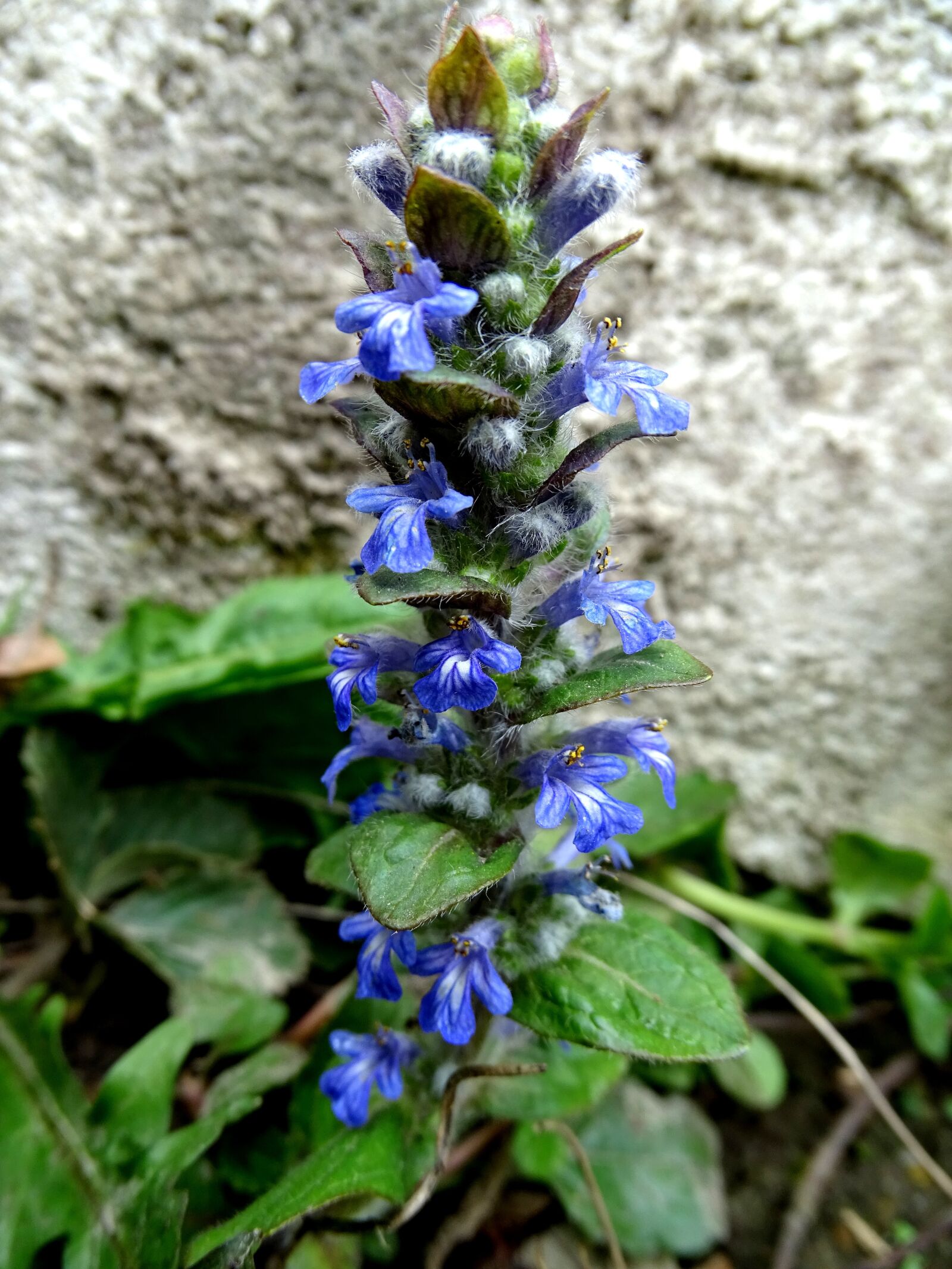 Sony Cyber-shot DSC-HX400V sample photo. Ajuga g nsel, spring photography