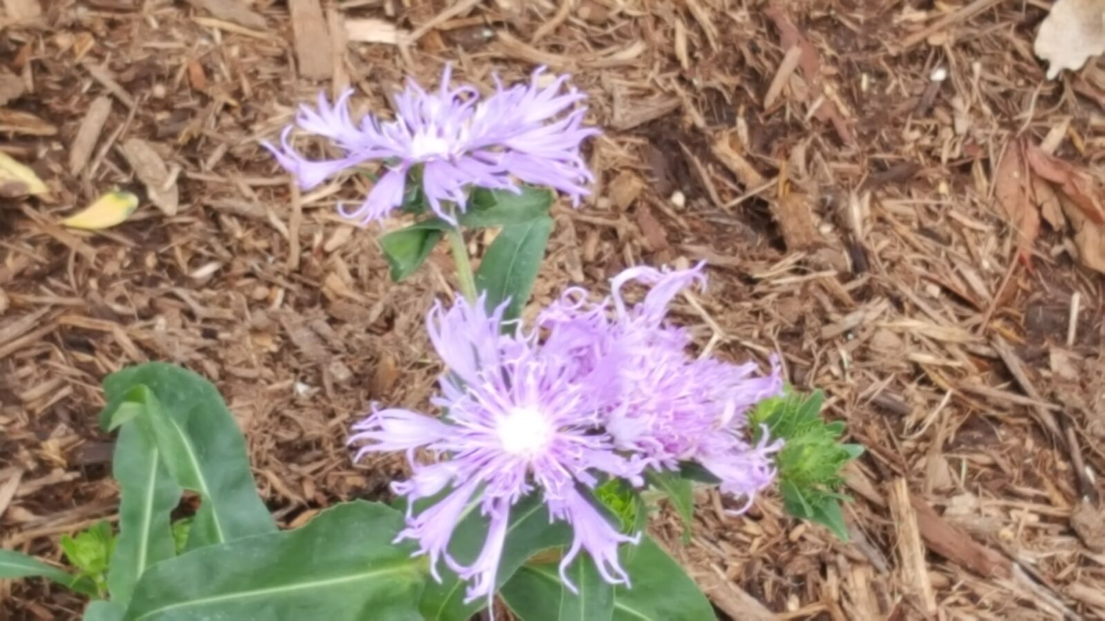 Samsung GALAXY S6 edge sample photo. Botanical, gardens photography