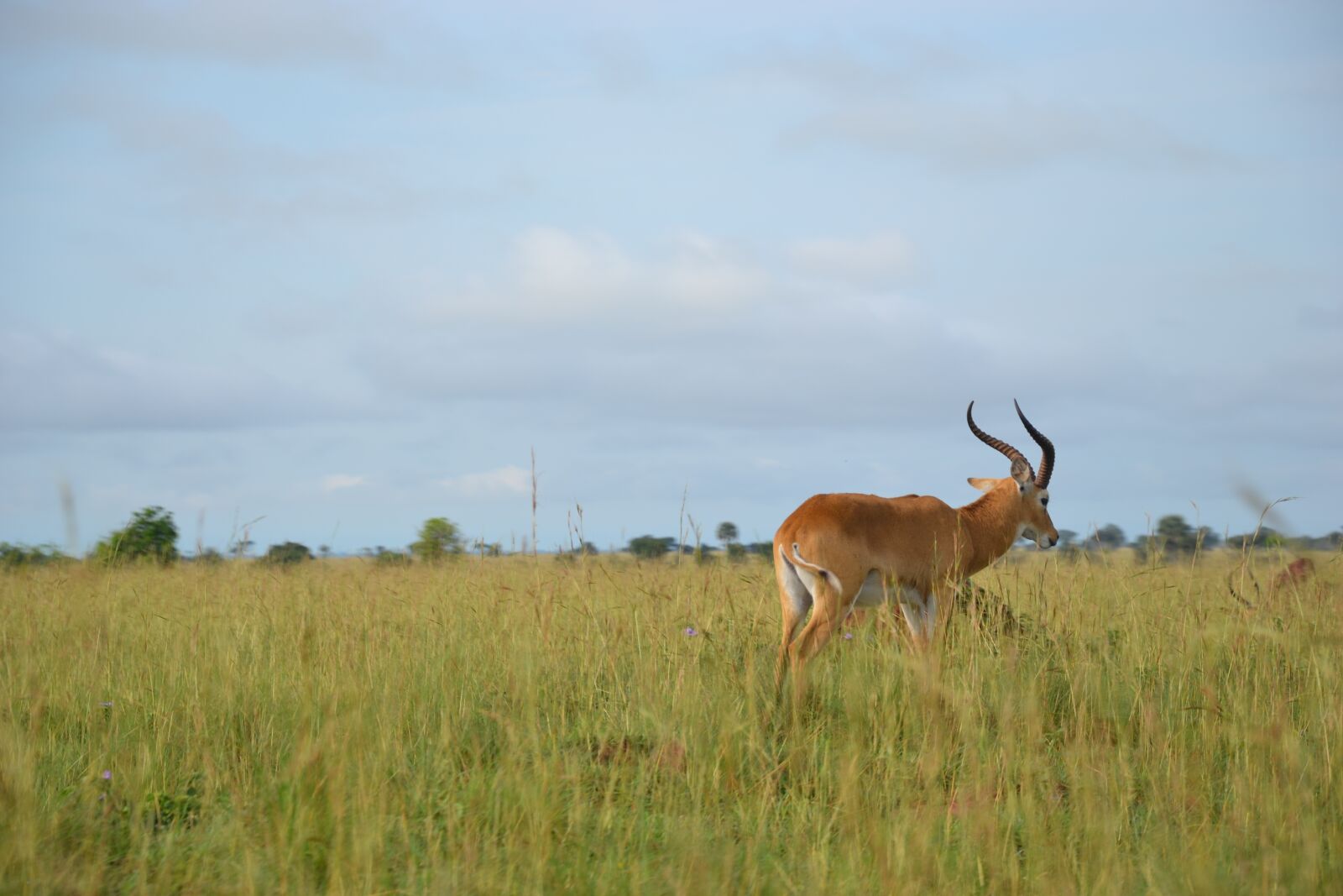 Nikon D3100 sample photo. Wild life, uganda, buschbock photography