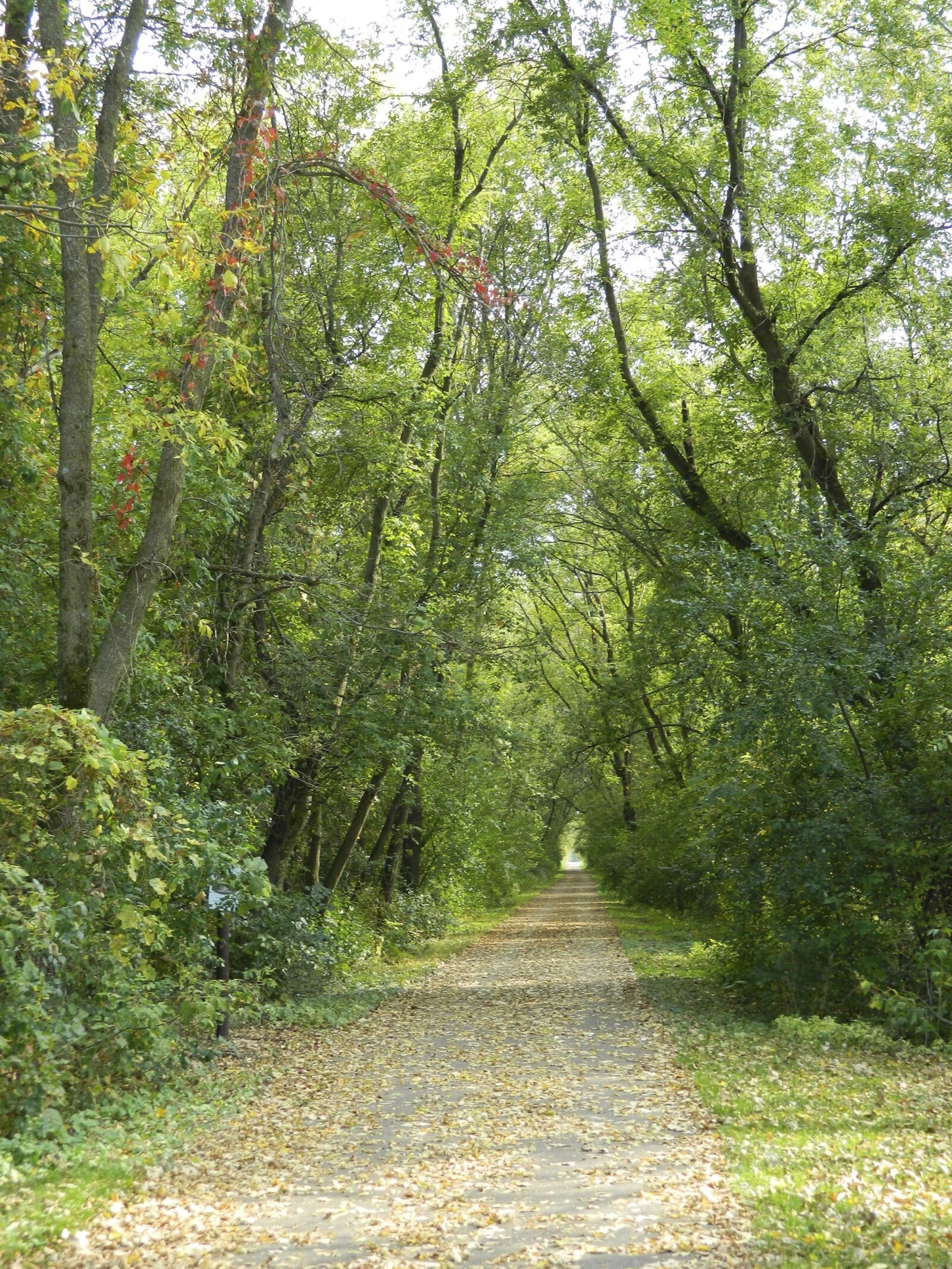 Nikon COOLPIX L310 sample photo. Trail, nature, path photography