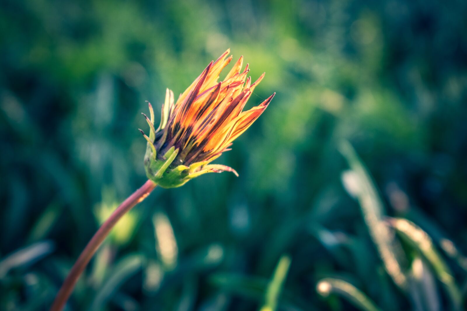 Nikon D3400 sample photo. Flower, petals, stem photography