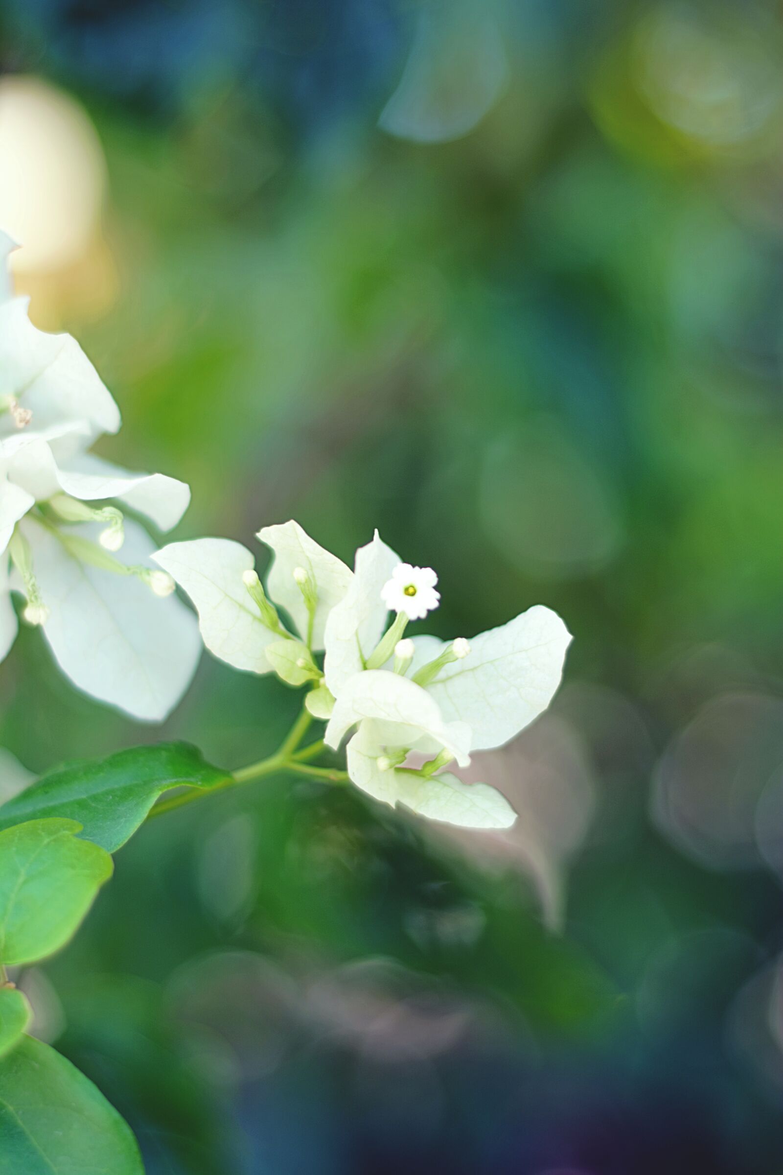 Nikon D5200 sample photo. White flower, flower, flowers photography