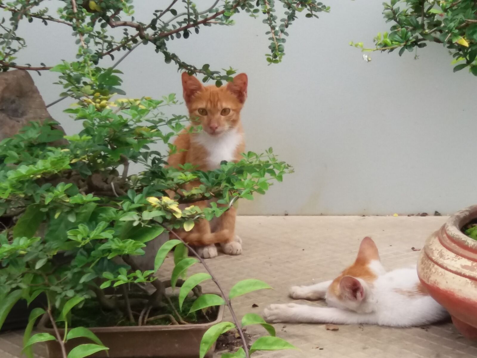 Samsung Galaxy J5 sample photo. Cat photography