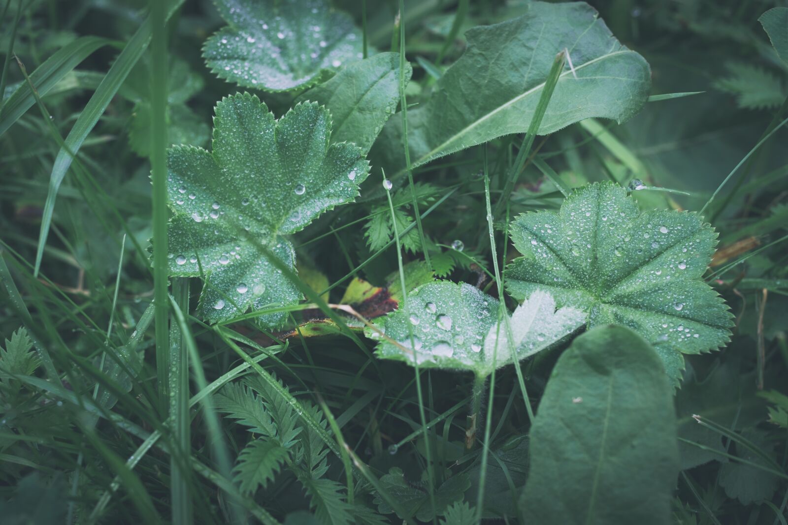 ZEISS Touit 32mm F1.8 sample photo. Plant, grass, raindrop photography