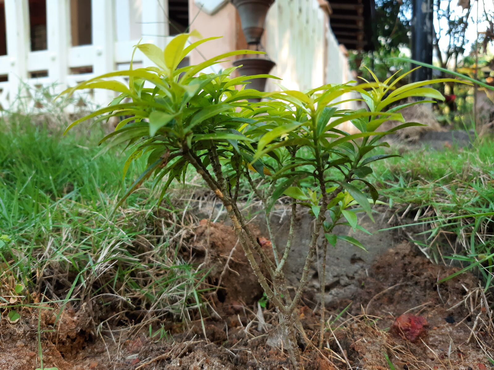 Samsung Galaxy A50 sample photo. Trees, nature, mobile photography