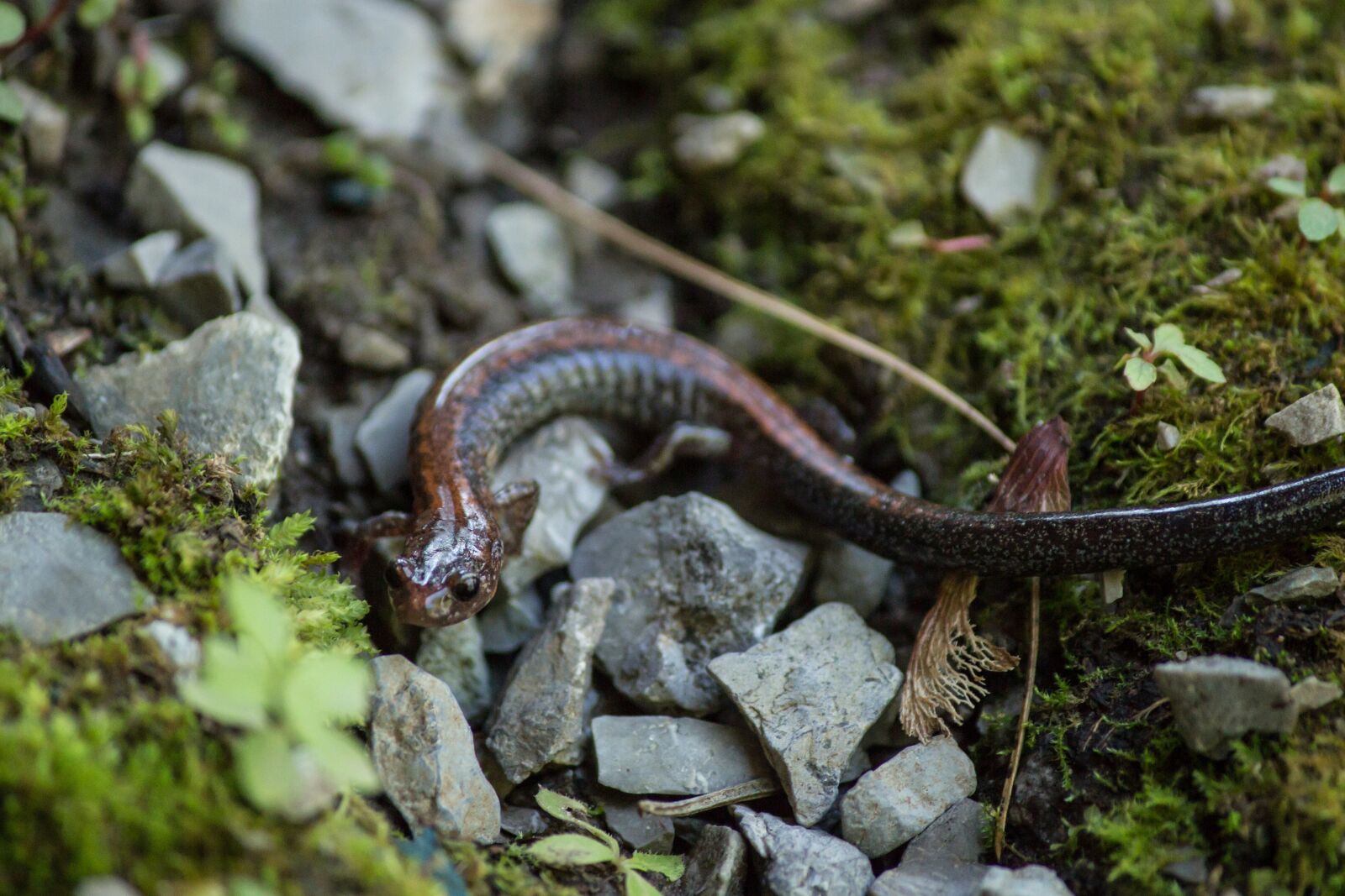Canon EOS 600D (Rebel EOS T3i / EOS Kiss X5) sample photo. Newt, wildlife, closeup photography
