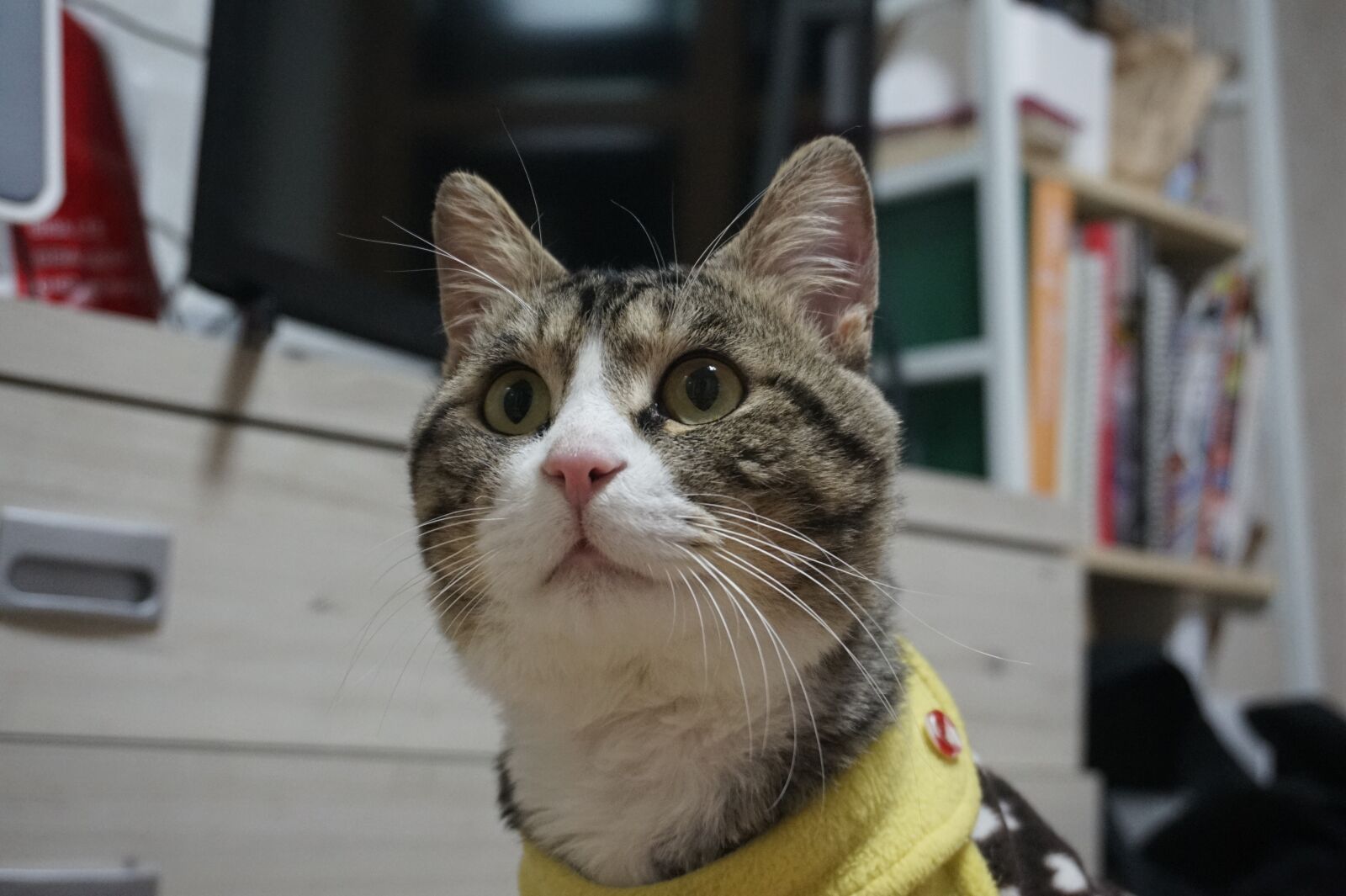 Sony Alpha a5000 (ILCE 5000) sample photo. Cat, kitten, animal photography