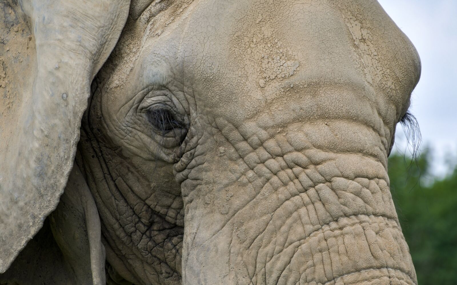 Nikon D500 sample photo. Elephant, close up, eyelashes photography