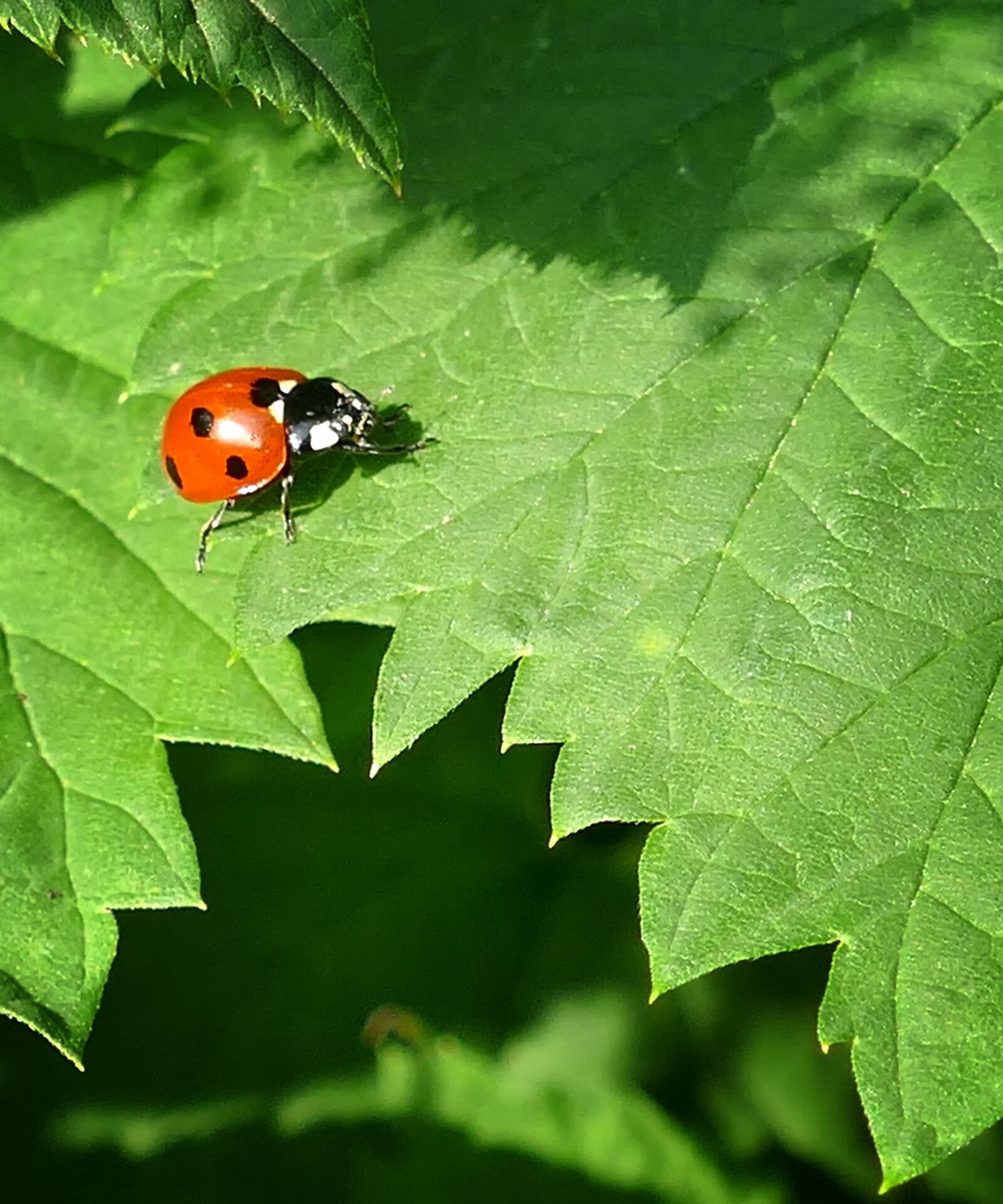 Panasonic Lumix DMC-FZ1000 sample photo. Ladybug, lucky ladybug, stinging photography