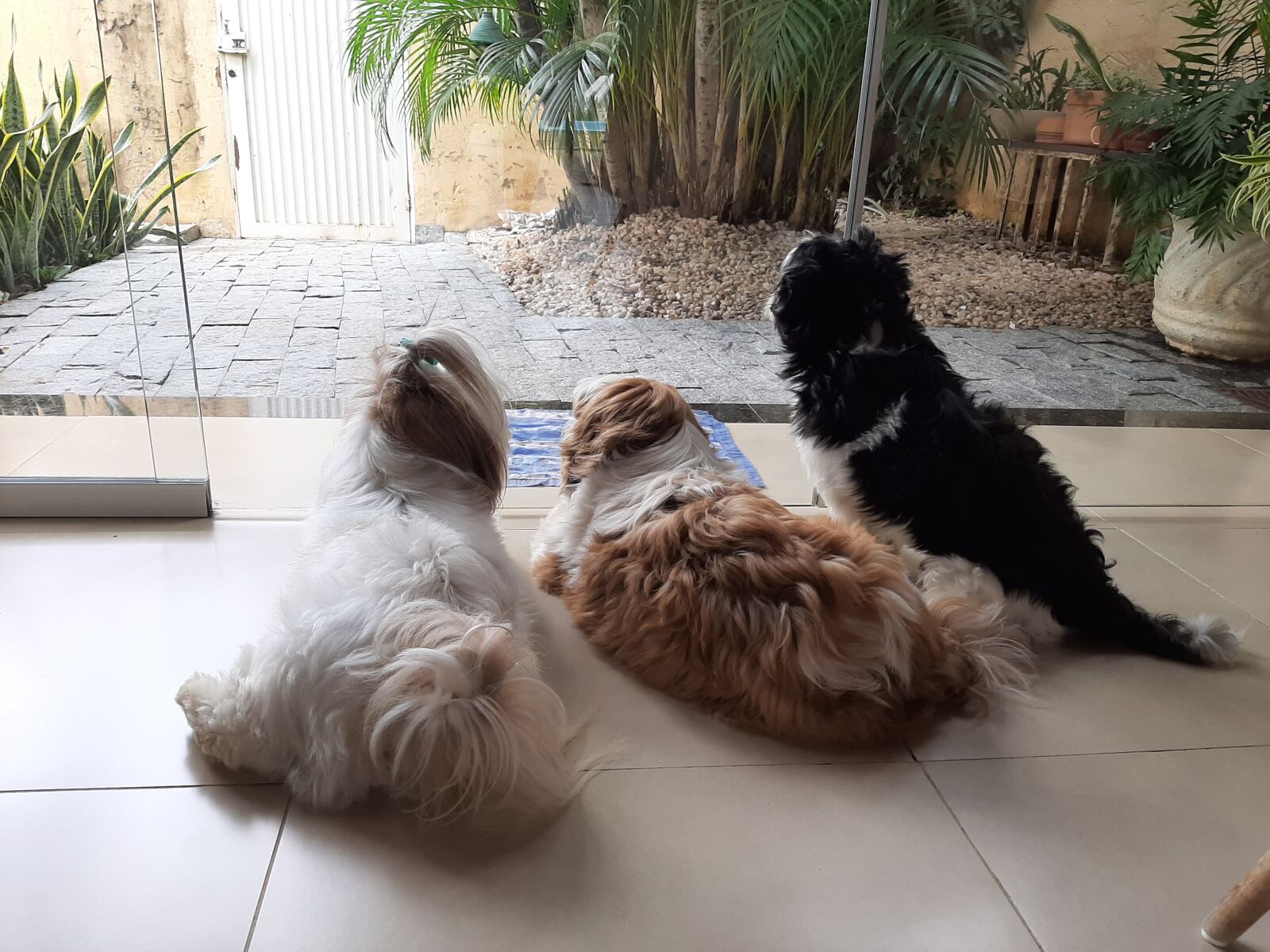 Samsung Galaxy A50 sample photo. Dogs, peace, friendship photography