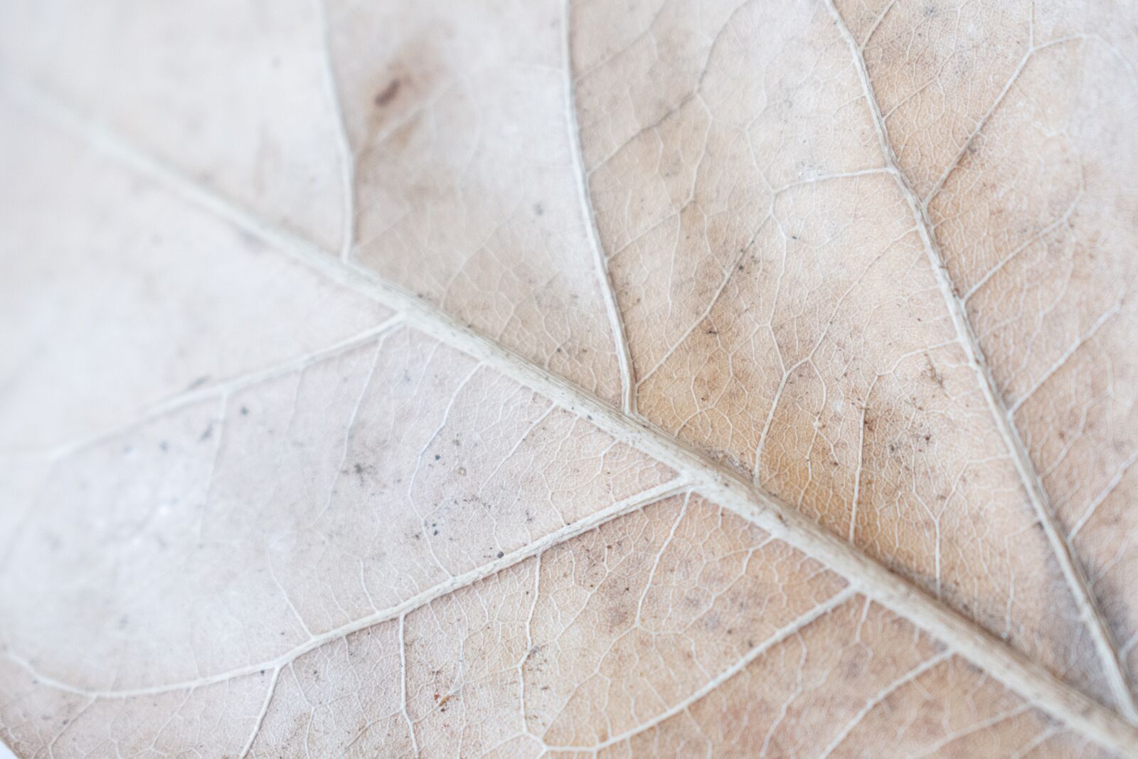 Nikon D7200 sample photo. Sheet, autumn, veins photography