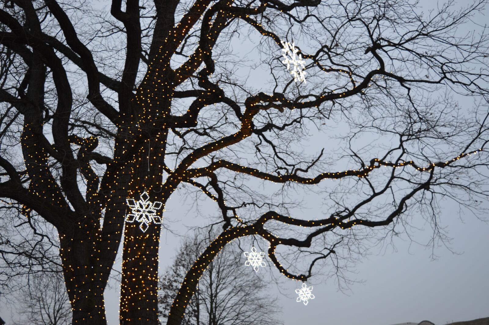 Nikon D3200 sample photo. Tree, winter, nature photography