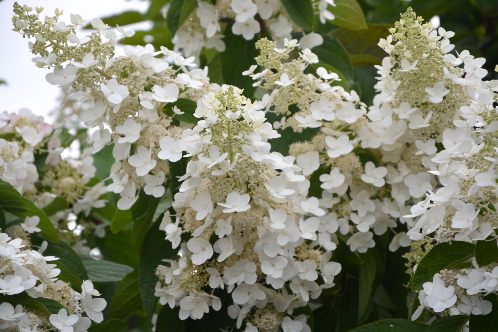 Nikon D5200 sample photo. Flowers, small white flowers photography