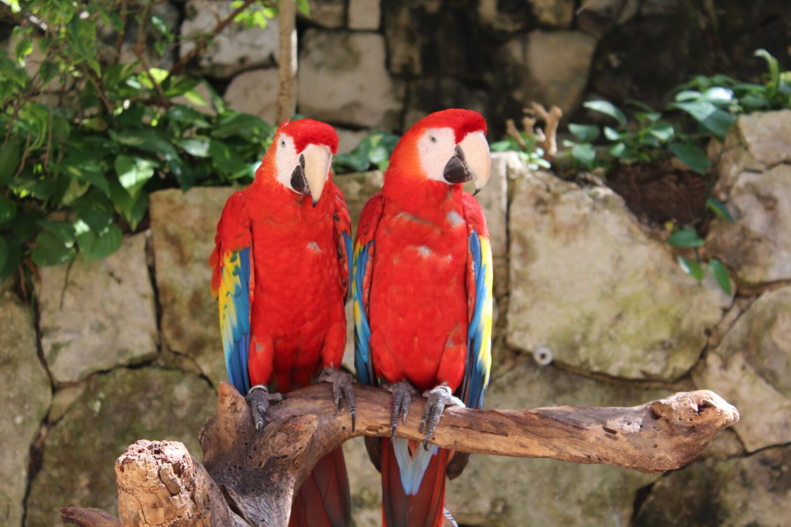 Canon EOS 1200D (EOS Rebel T5 / EOS Kiss X70 / EOS Hi) sample photo. Birds, mexico, animal photography