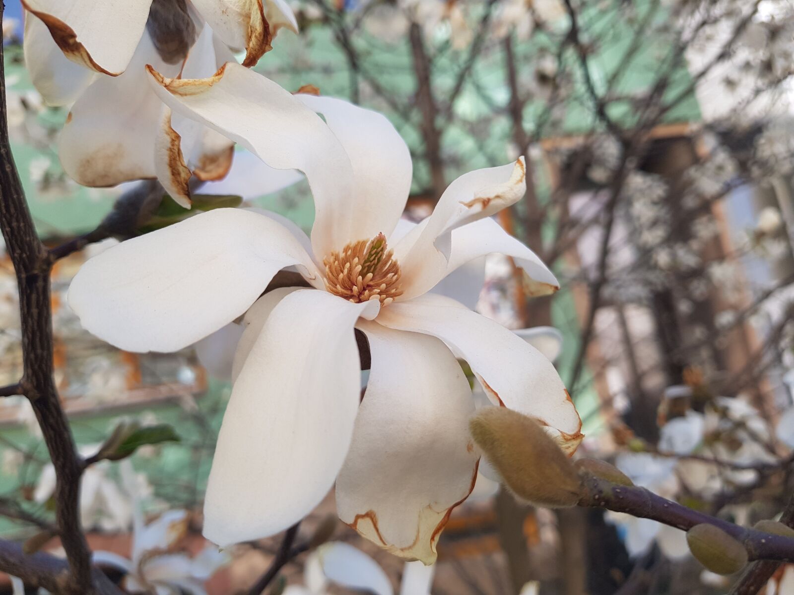 Samsung Galaxy S8 sample photo. Magnolia, white, flower photography