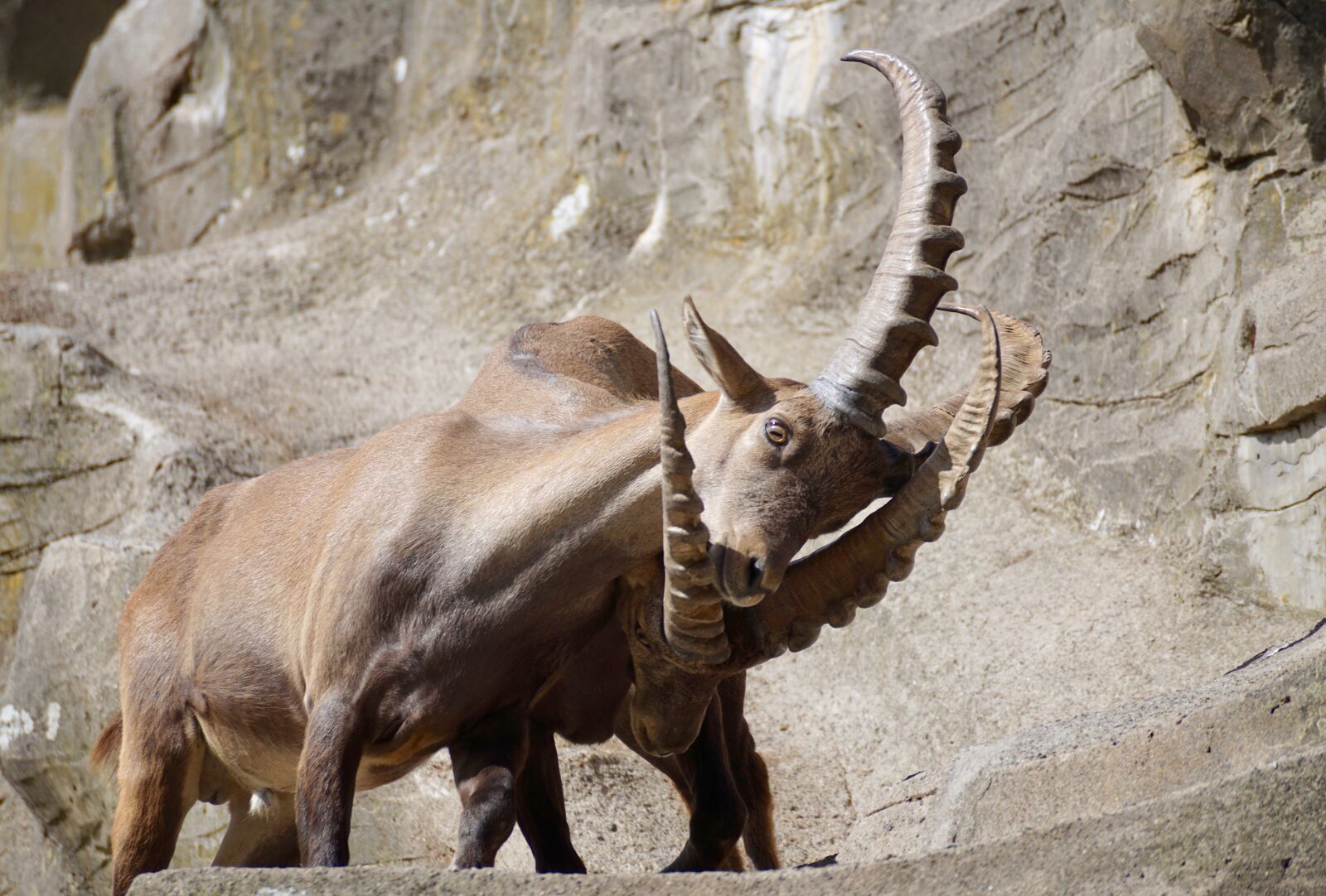Sony DT 55-300mm F4.5-5.6 SAM sample photo. Ibex, male, horned photography