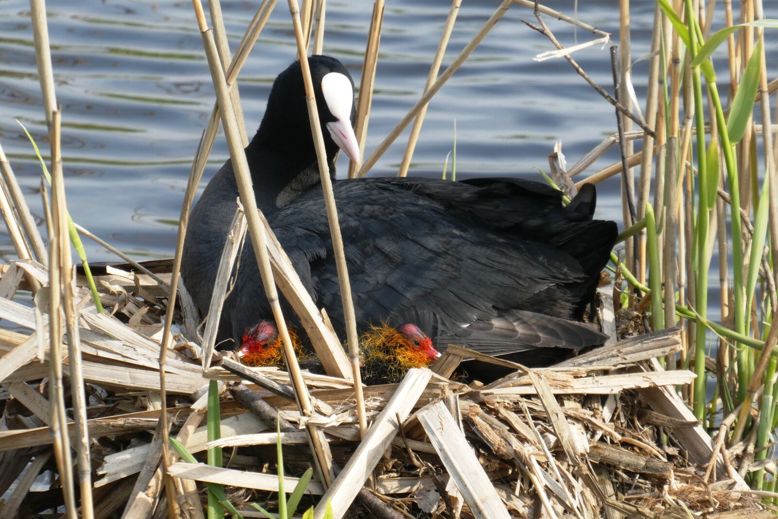 Panasonic Lumix DC-ZS70 (Lumix DC-TZ90) sample photo. Coot, chicks, nest photography