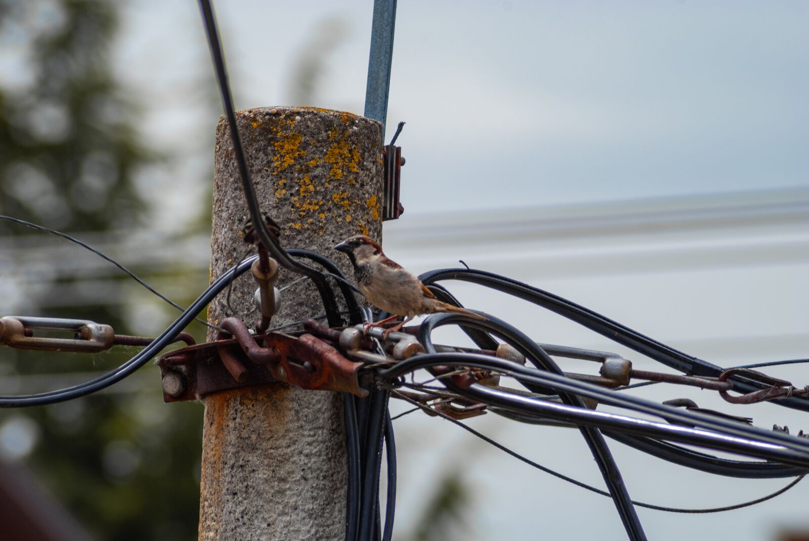 Nikon D60 sample photo. Sparrow, ornithology, bird photography