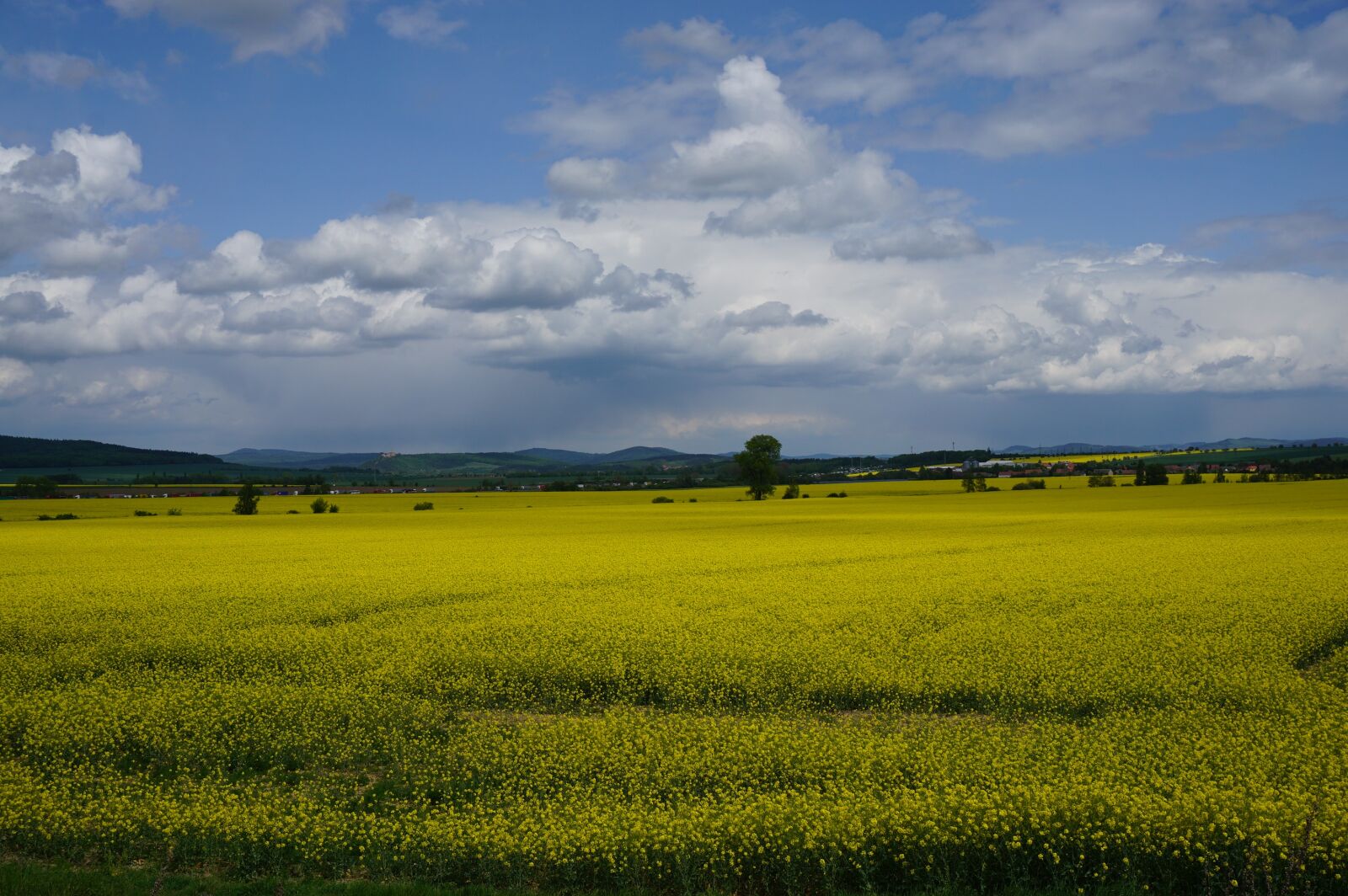 Sony a6000 sample photo. Landscape, rape, sky photography