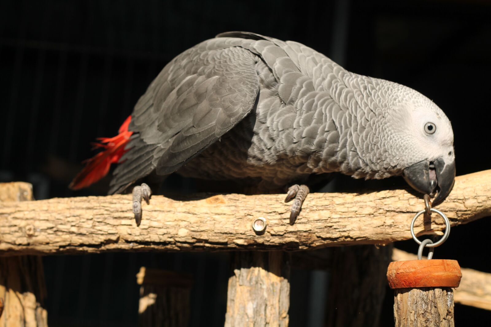Canon EOS 1100D (EOS Rebel T3 / EOS Kiss X50) + Canon EF 50mm F1.8 II sample photo. Bird, parrot, african grey photography