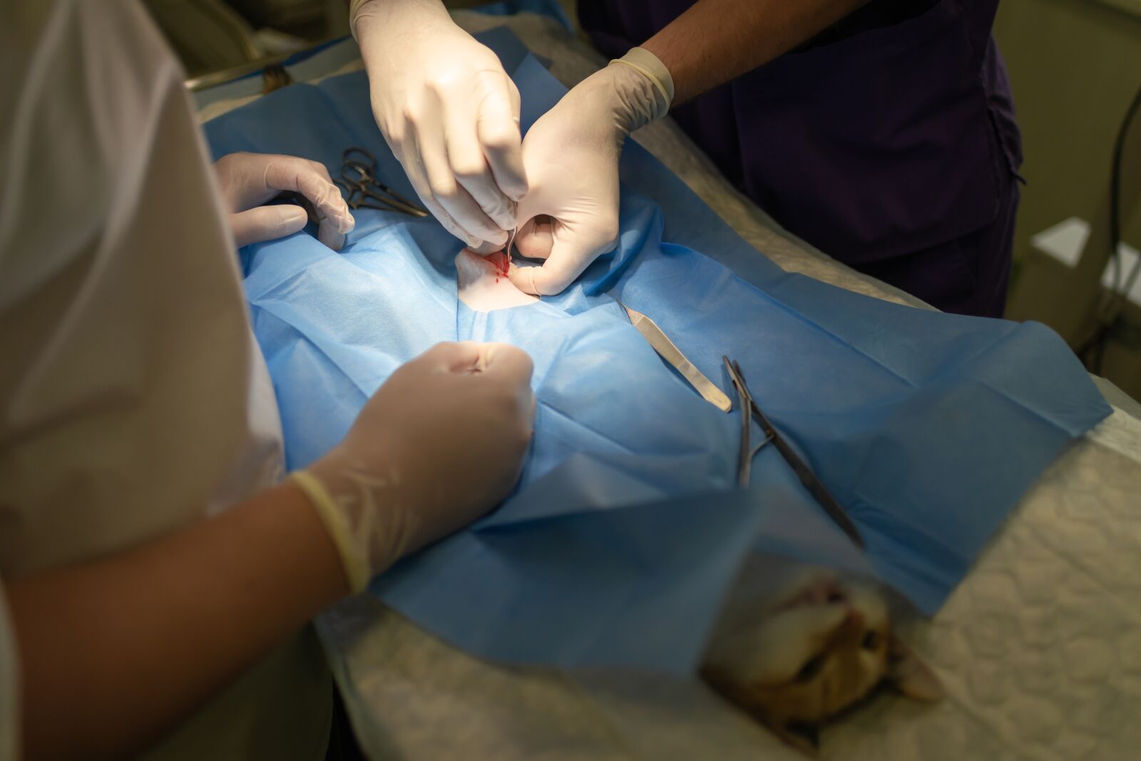 Nikon D610 sample photo. Veterinary, anesthesia, care photography