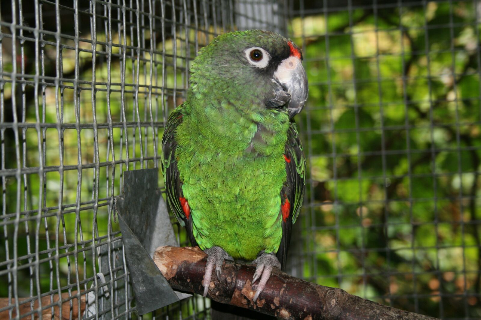Canon EOS 400D (EOS Digital Rebel XTi / EOS Kiss Digital X) sample photo. Jardine's parrot, bird, parrot photography