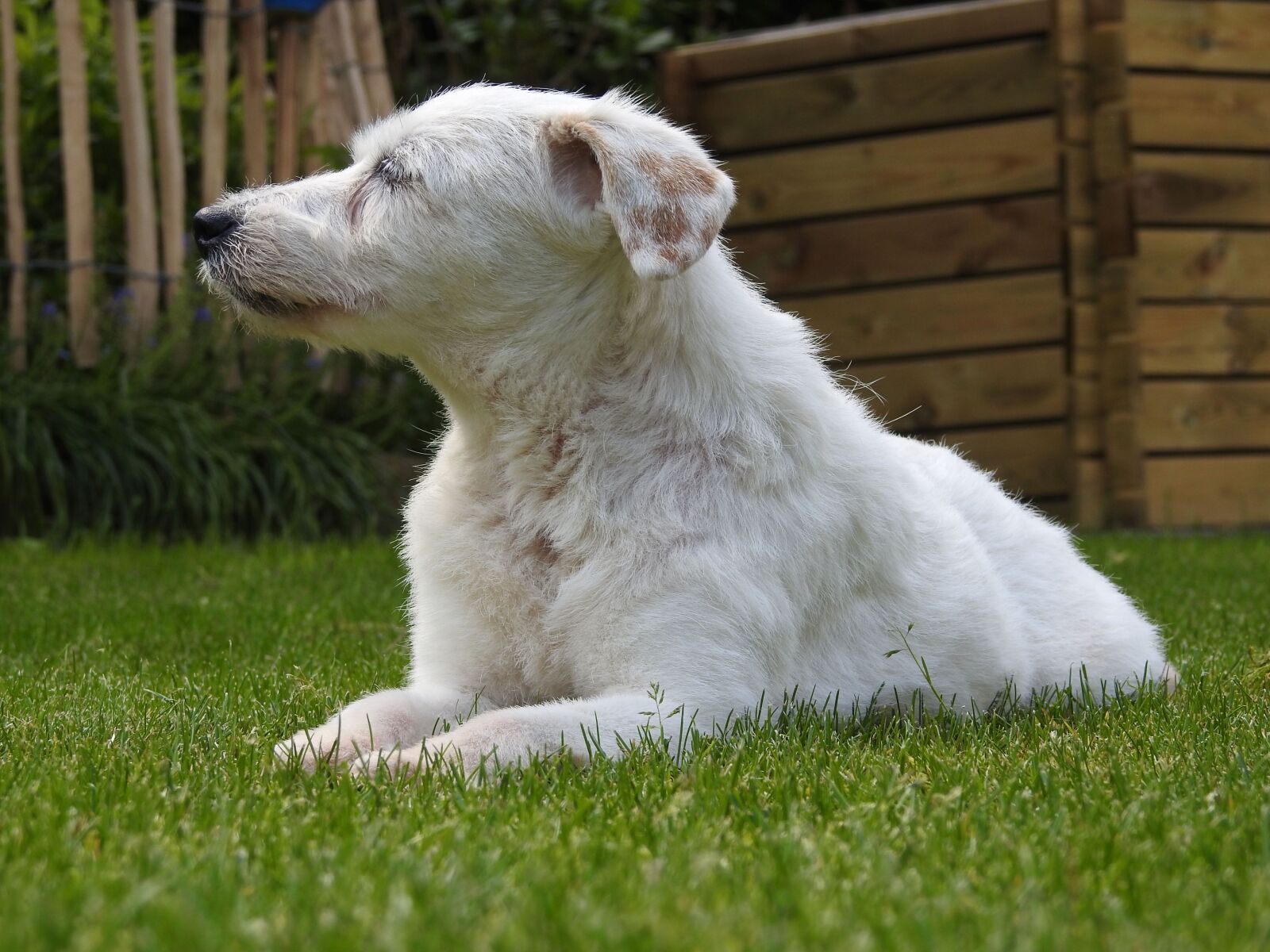 Nikon Coolpix P900 sample photo. Dog, parson russell terrier photography