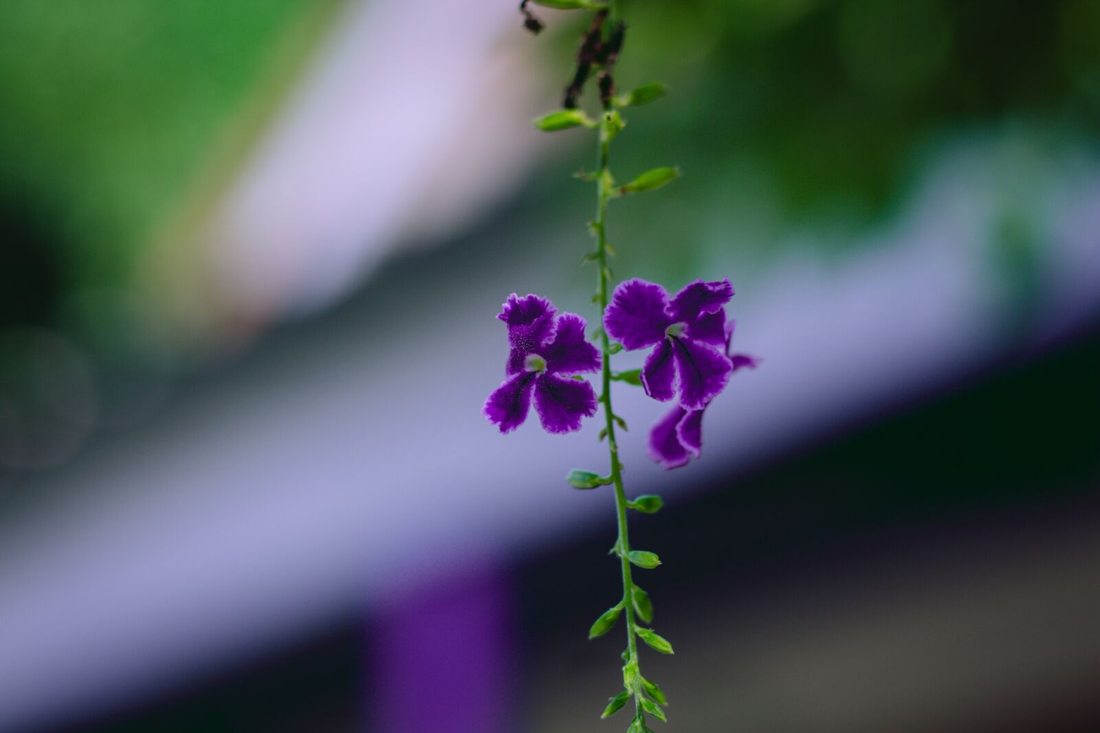 Canon EOS 700D (EOS Rebel T5i / EOS Kiss X7i) + Canon EF 50mm F1.8 STM sample photo. Flower, cho, flora photography