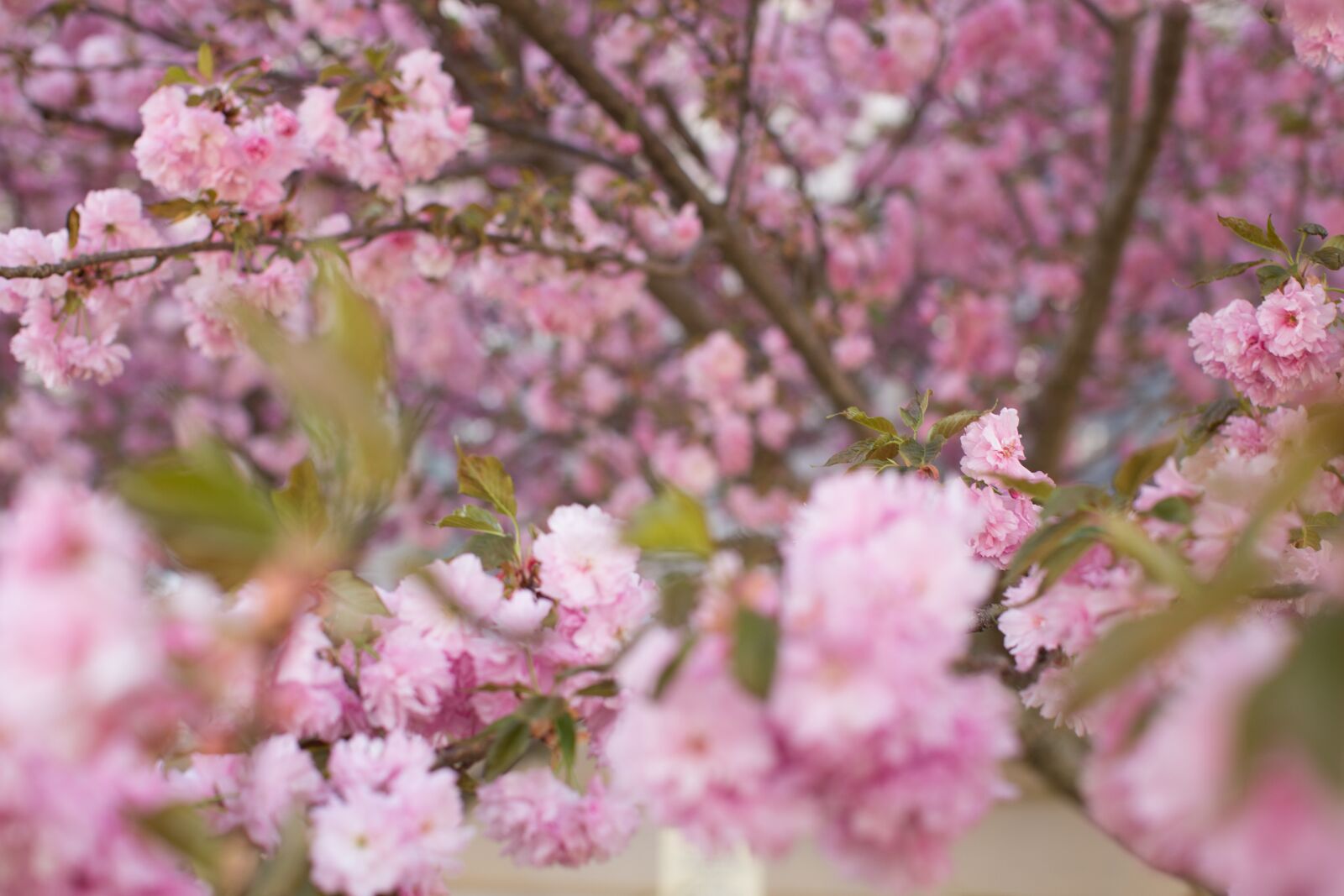 Canon EF 50mm F1.2L USM sample photo. Spring, flowers, pink photography