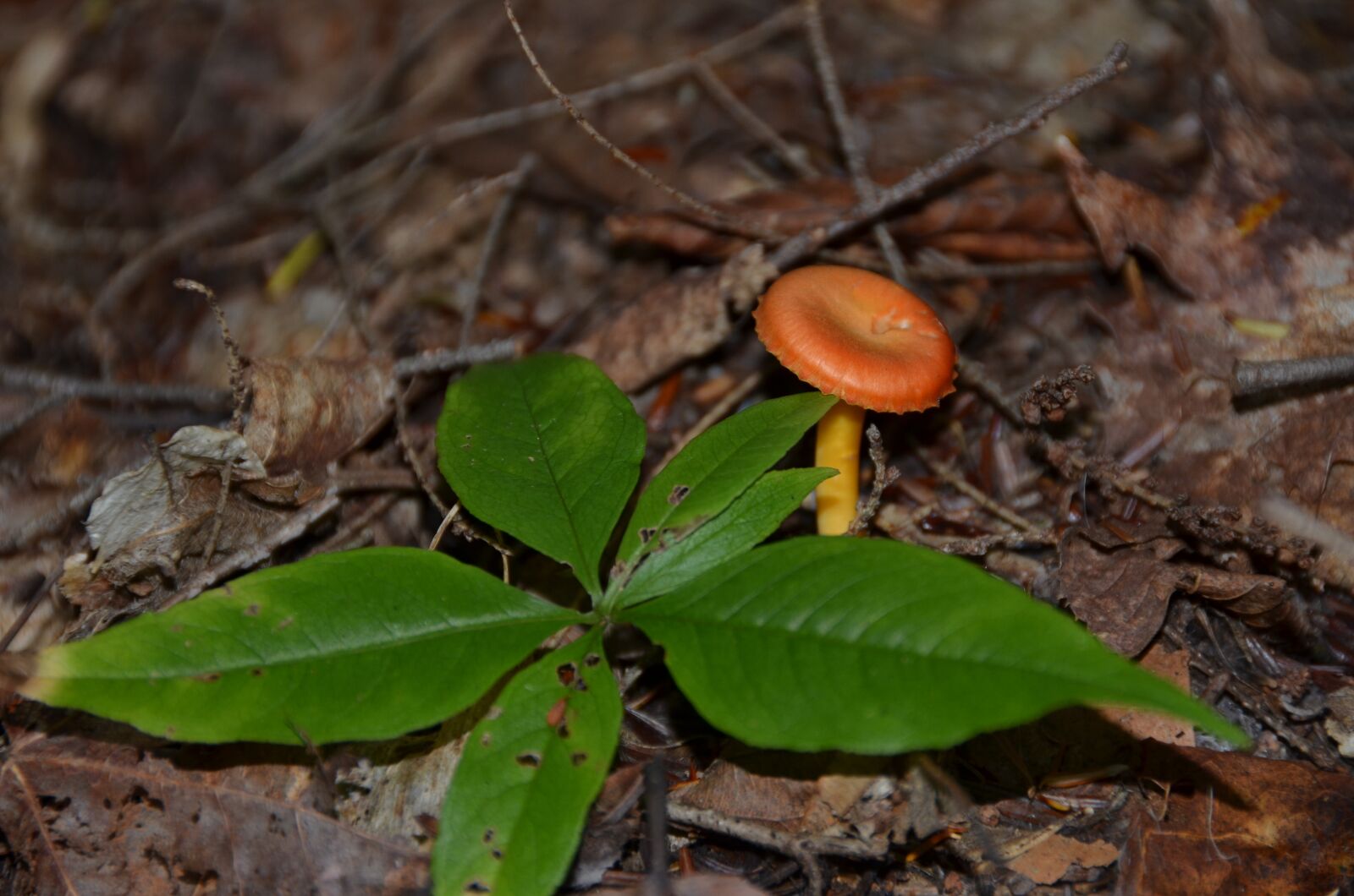 Nikon D5100 sample photo. Fungus, nature, forest photography