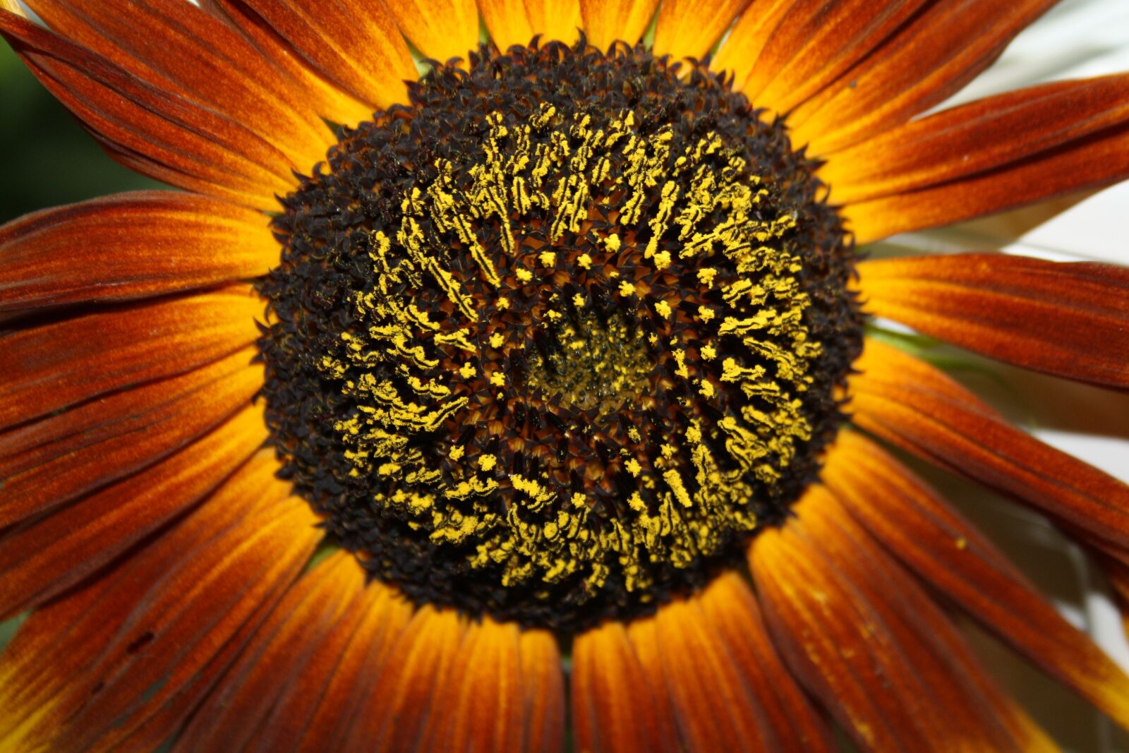 Canon EOS 1000D (EOS Digital Rebel XS / EOS Kiss F) sample photo. Sunflower, autumn, flower photography