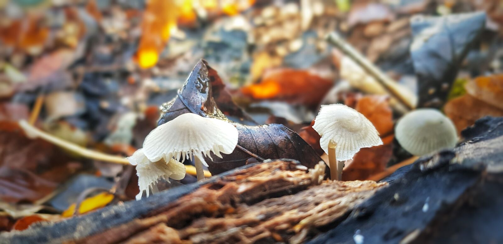 Samsung Galaxy S8 sample photo. Nature, fungus, forest photography