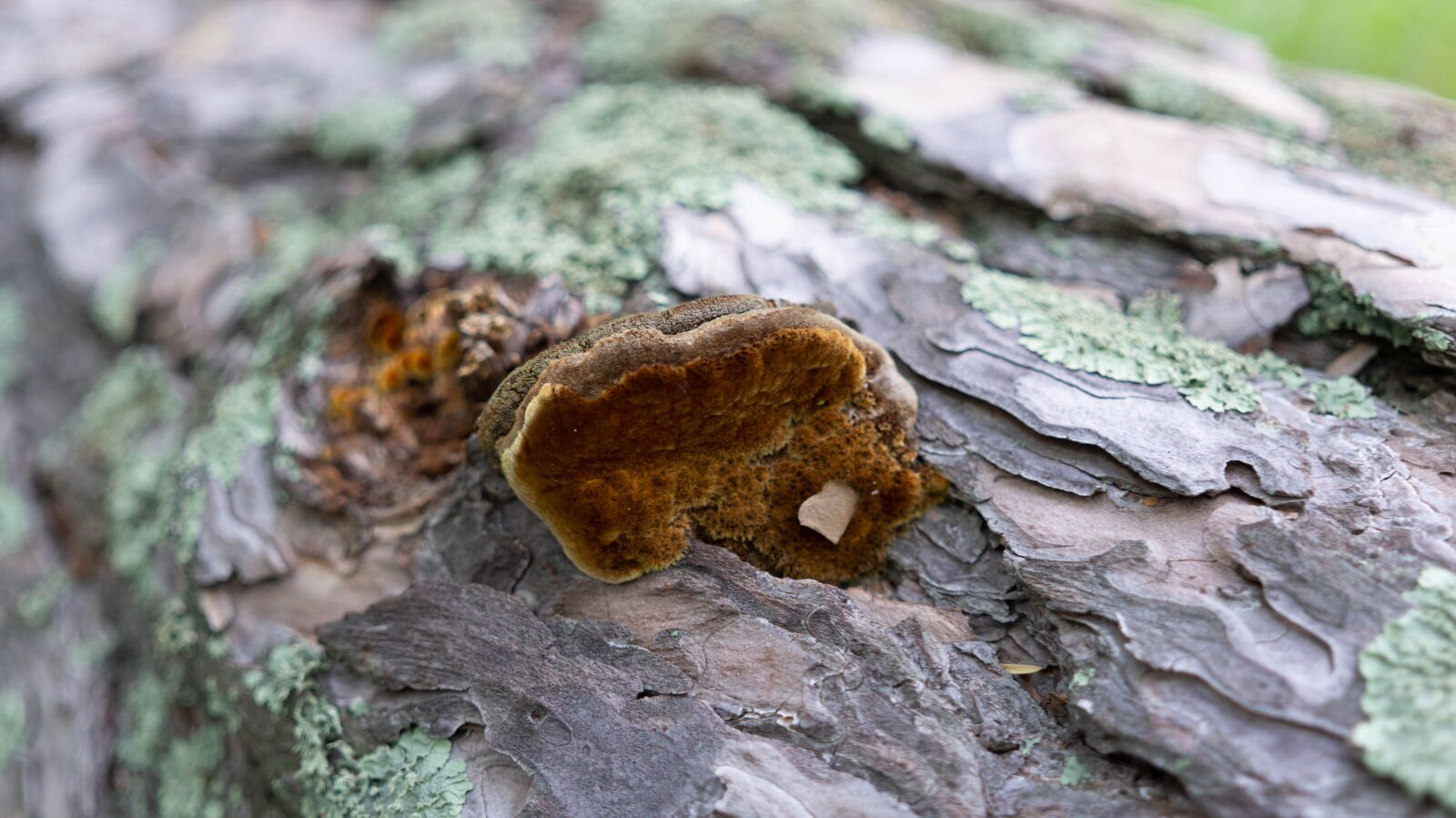 Sony Alpha NEX-5N sample photo. Mushroom, tree, mushrooms photography