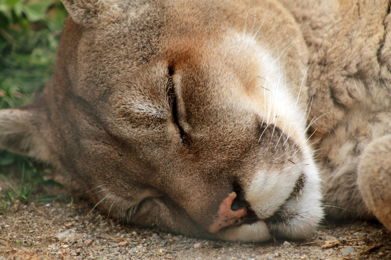Canon EOS 1100D (EOS Rebel T3 / EOS Kiss X50) sample photo. Big, cat, cougar, mountain photography